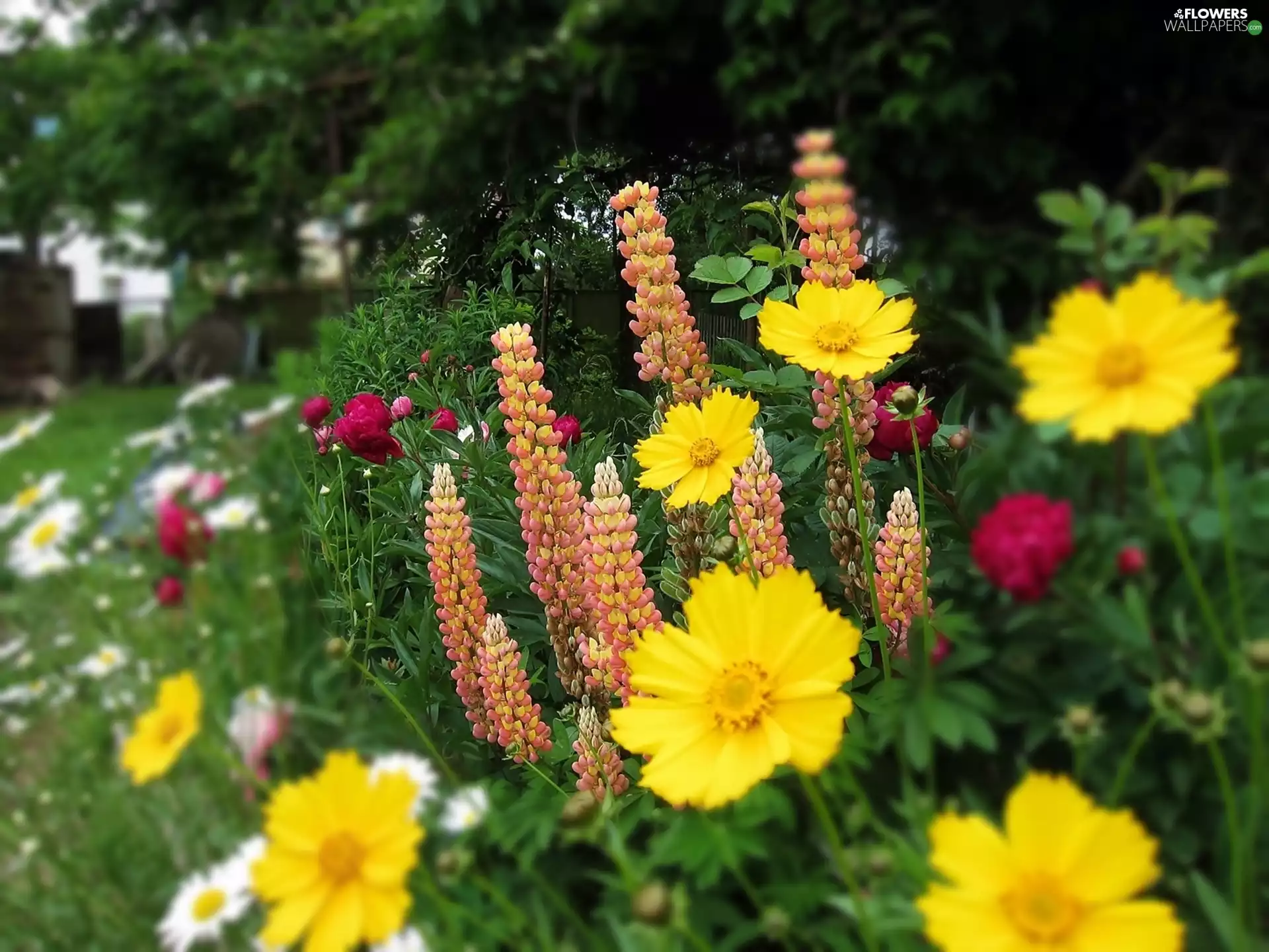 lupine, Yellow, Flowers, Peonies