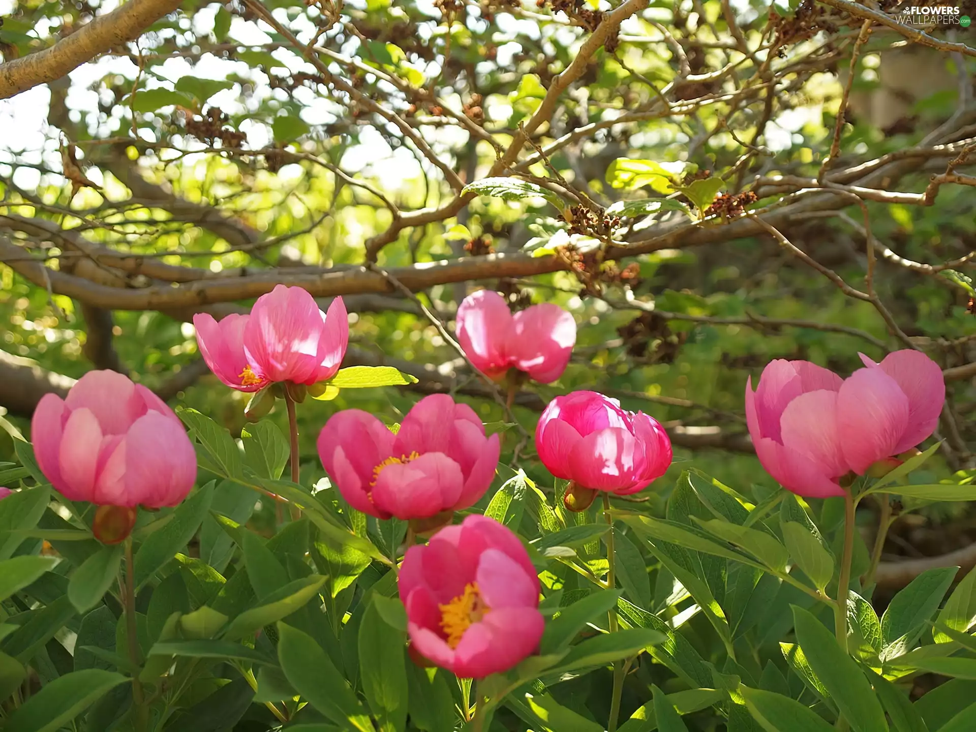 Peonies, branch pics