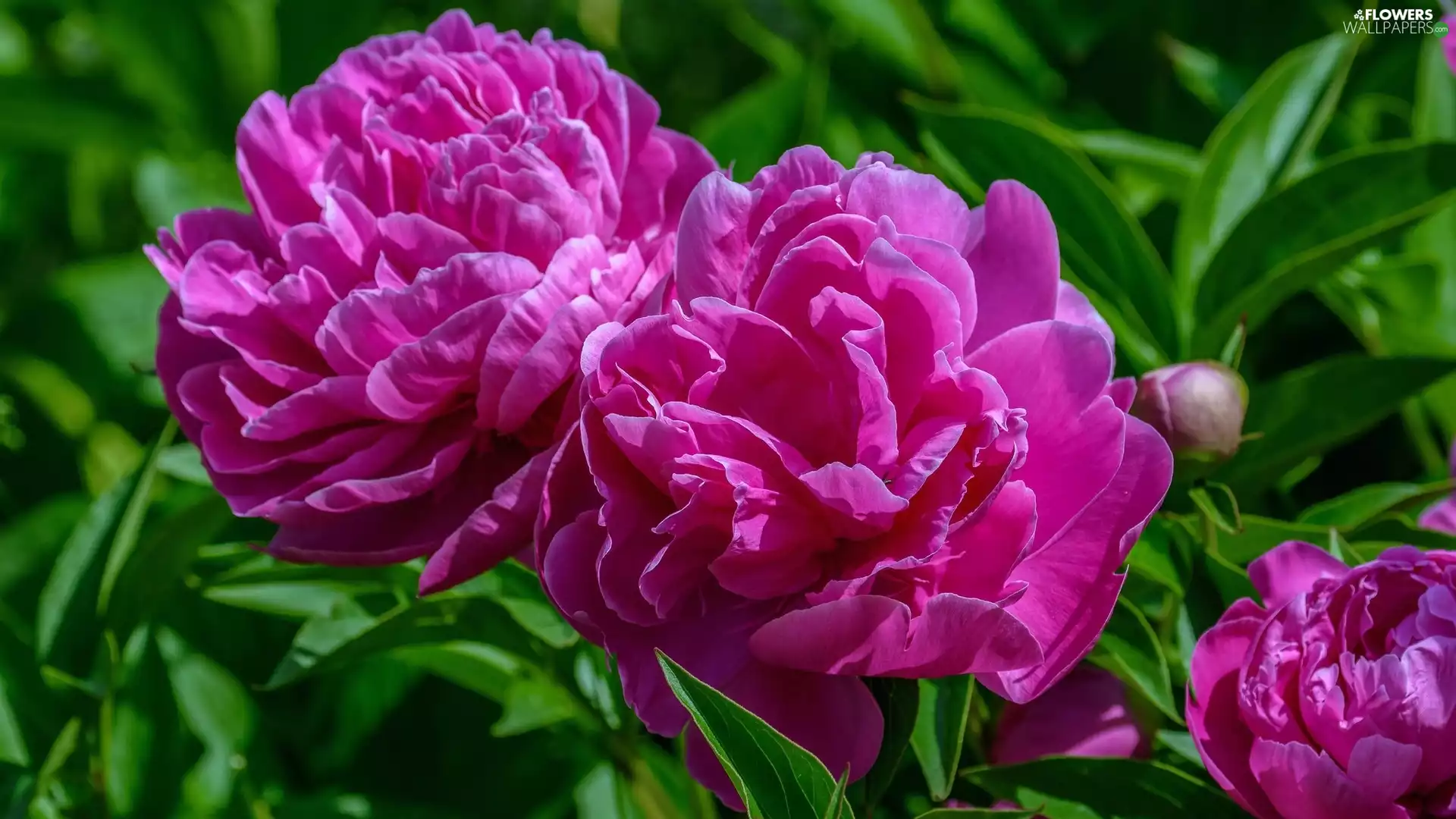 Peonies, developed, Pink