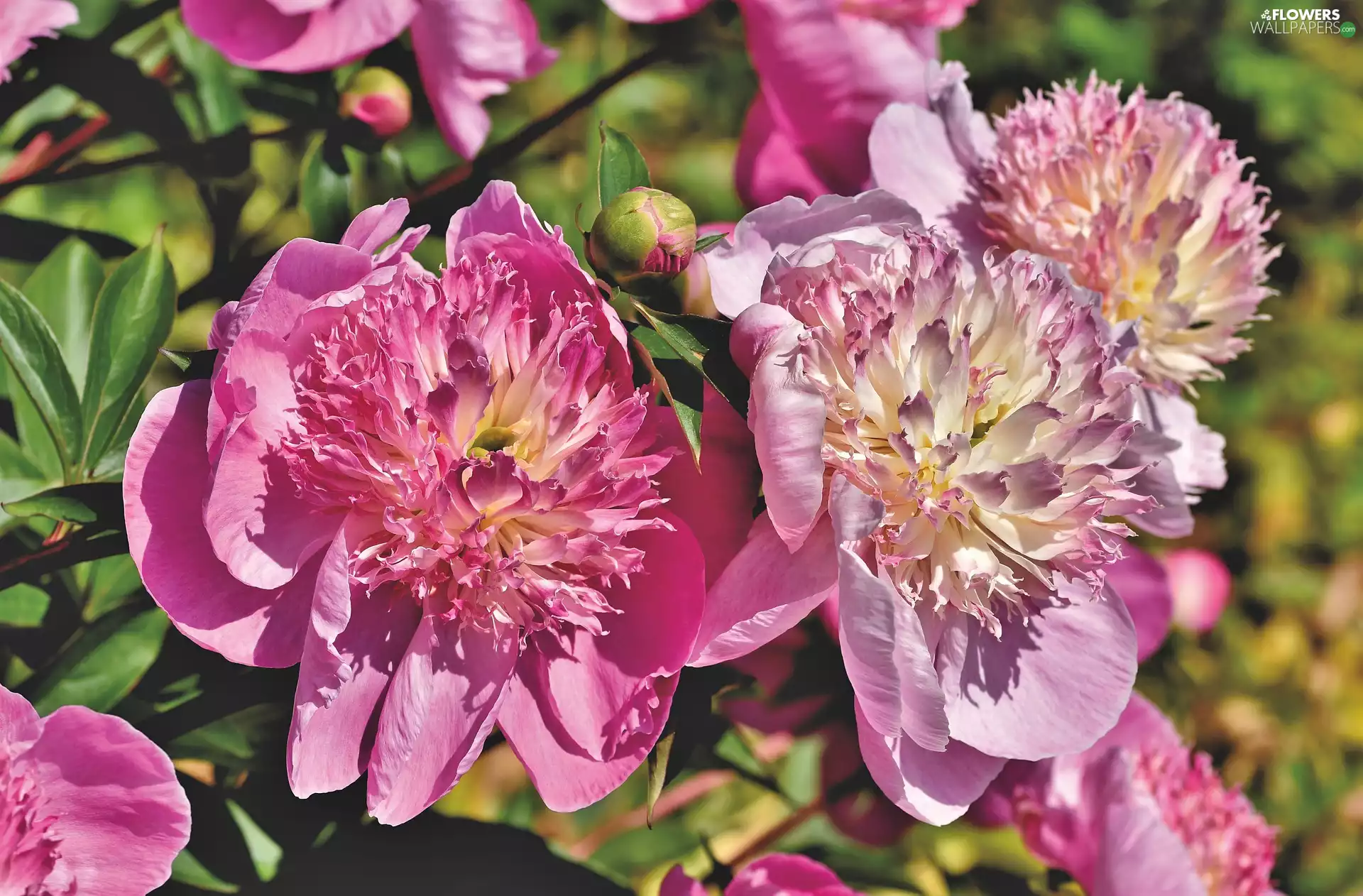 Peonies, Flowers, Pink