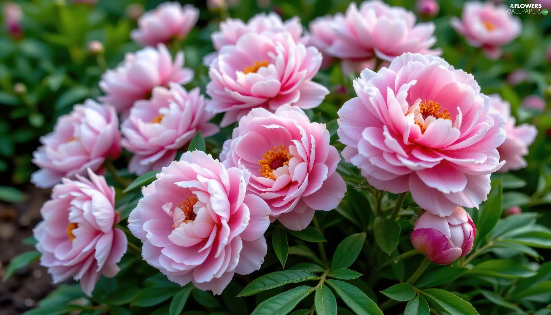Pink, Buds, Leaf, Peonies