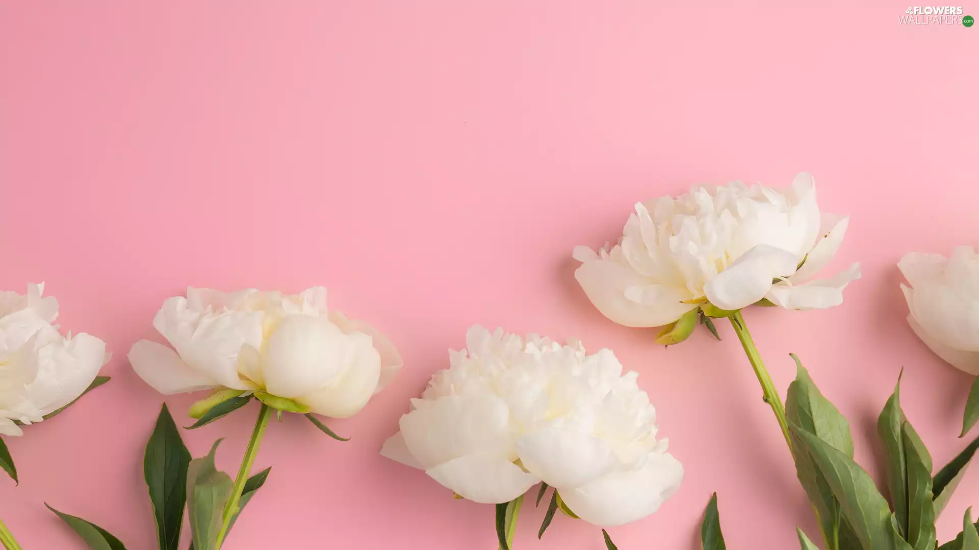 Flowers, Peonies, Pink Background, White