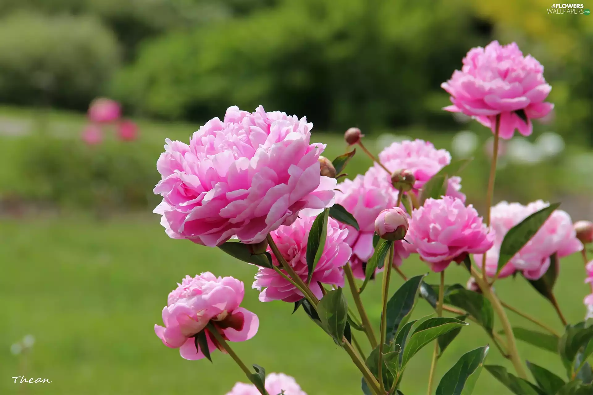 Pink, Peonies