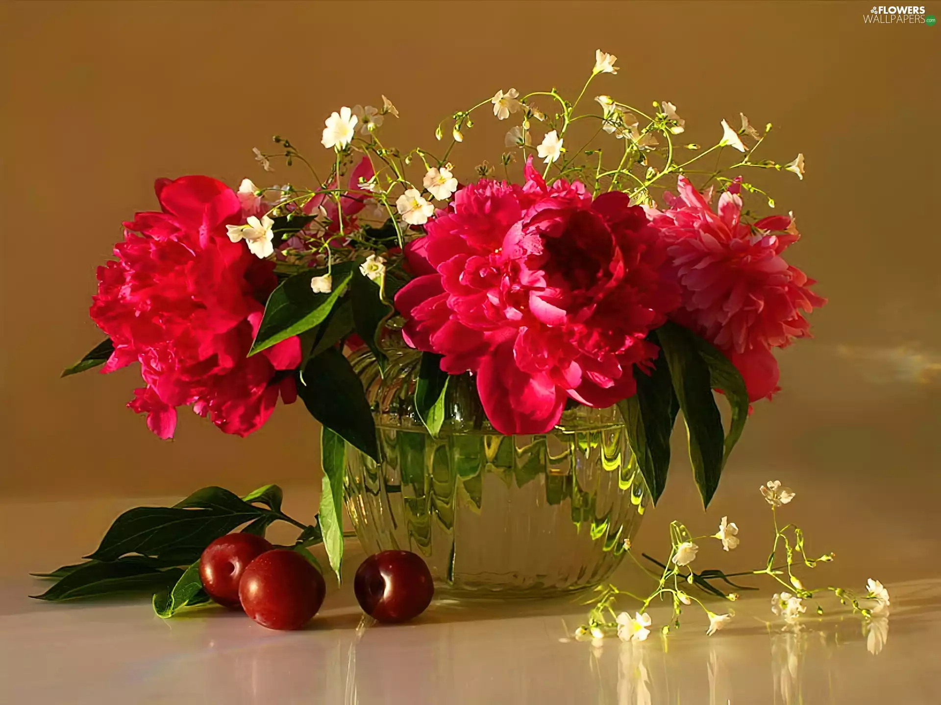 Peonies, Flowers, Red