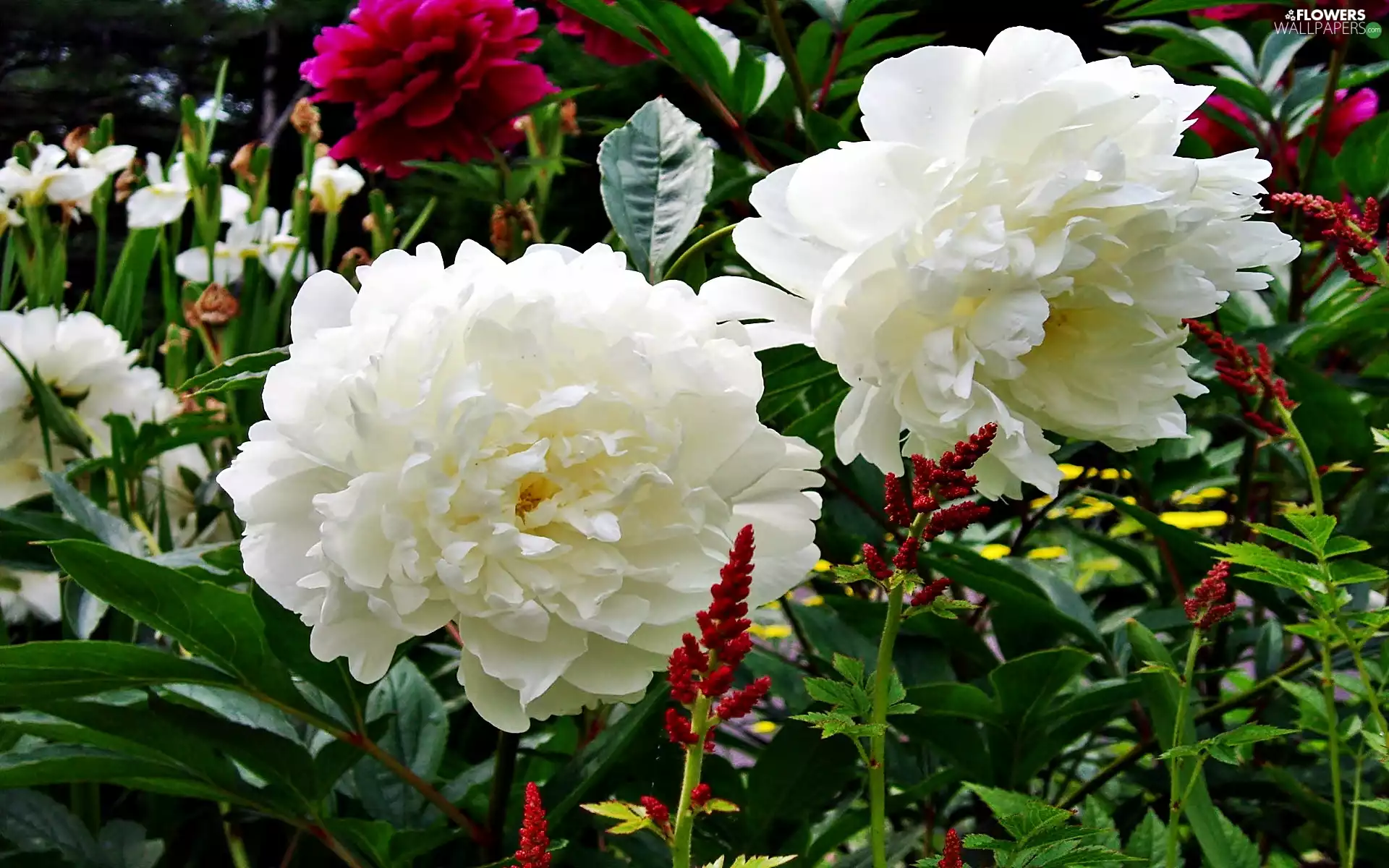 White, garden, blur, Peonies