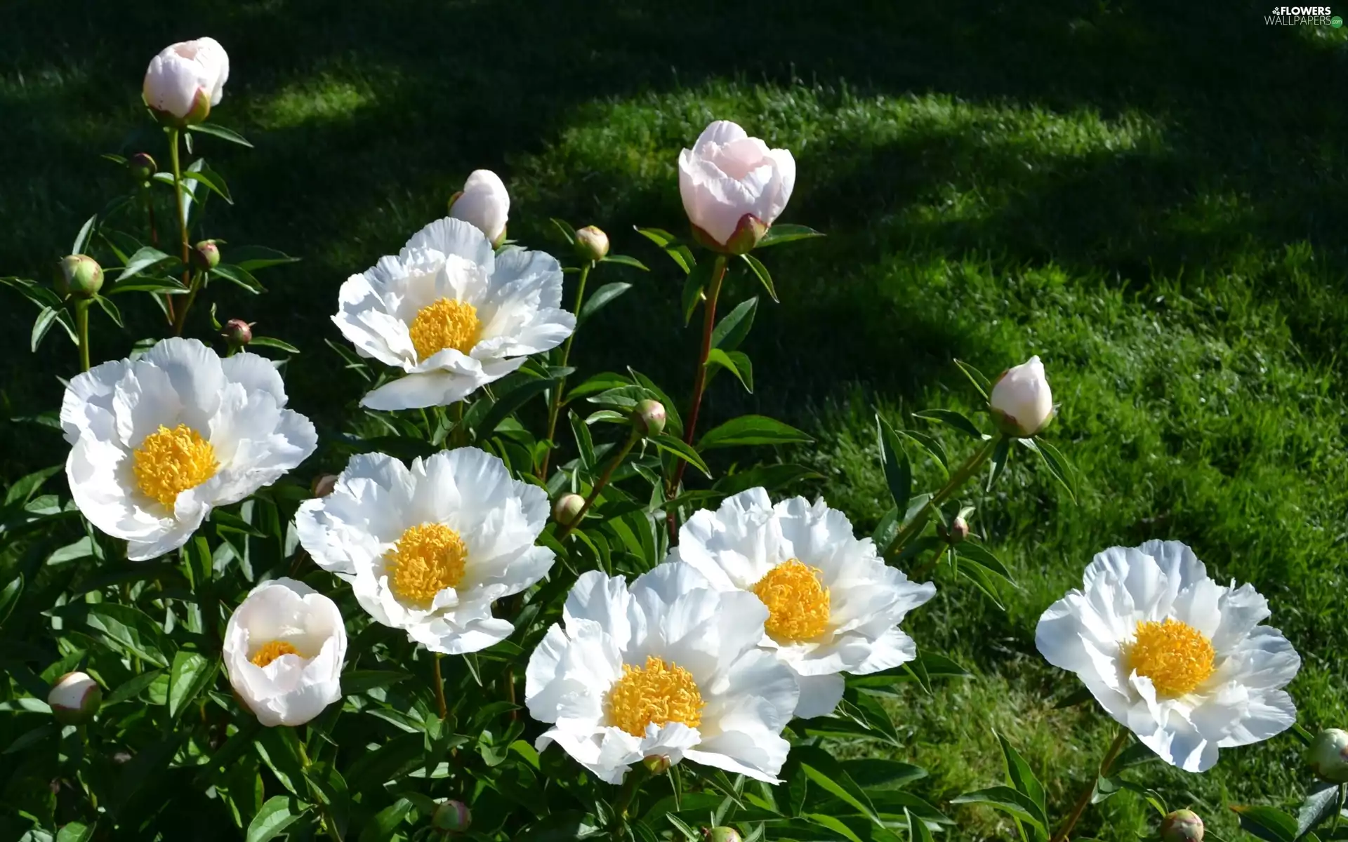 Peonies, Flowers, White