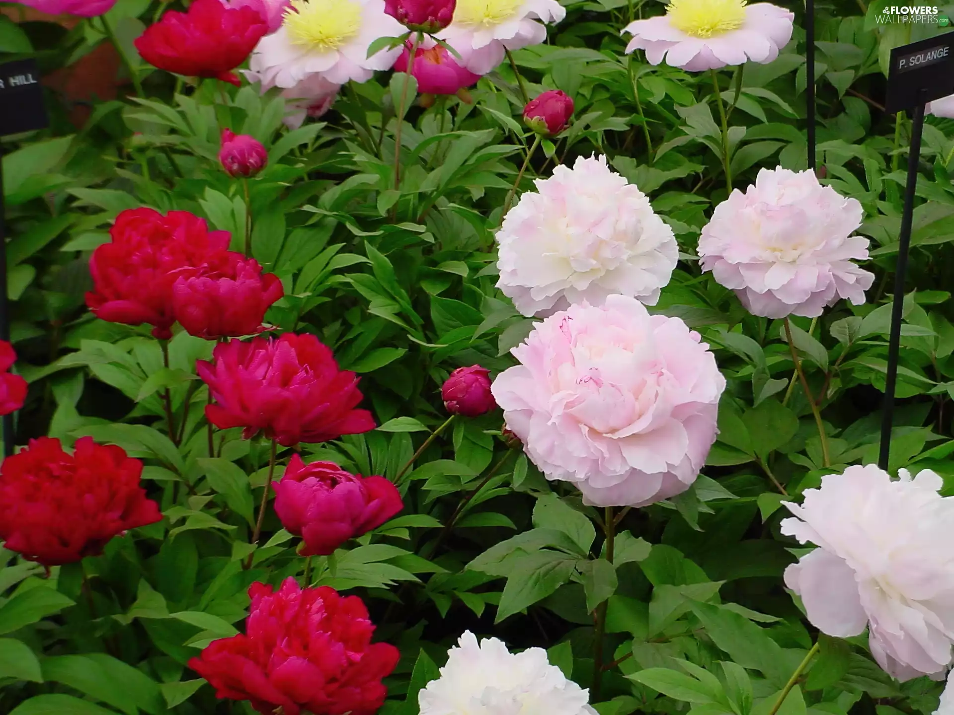 Peonies, Red, White