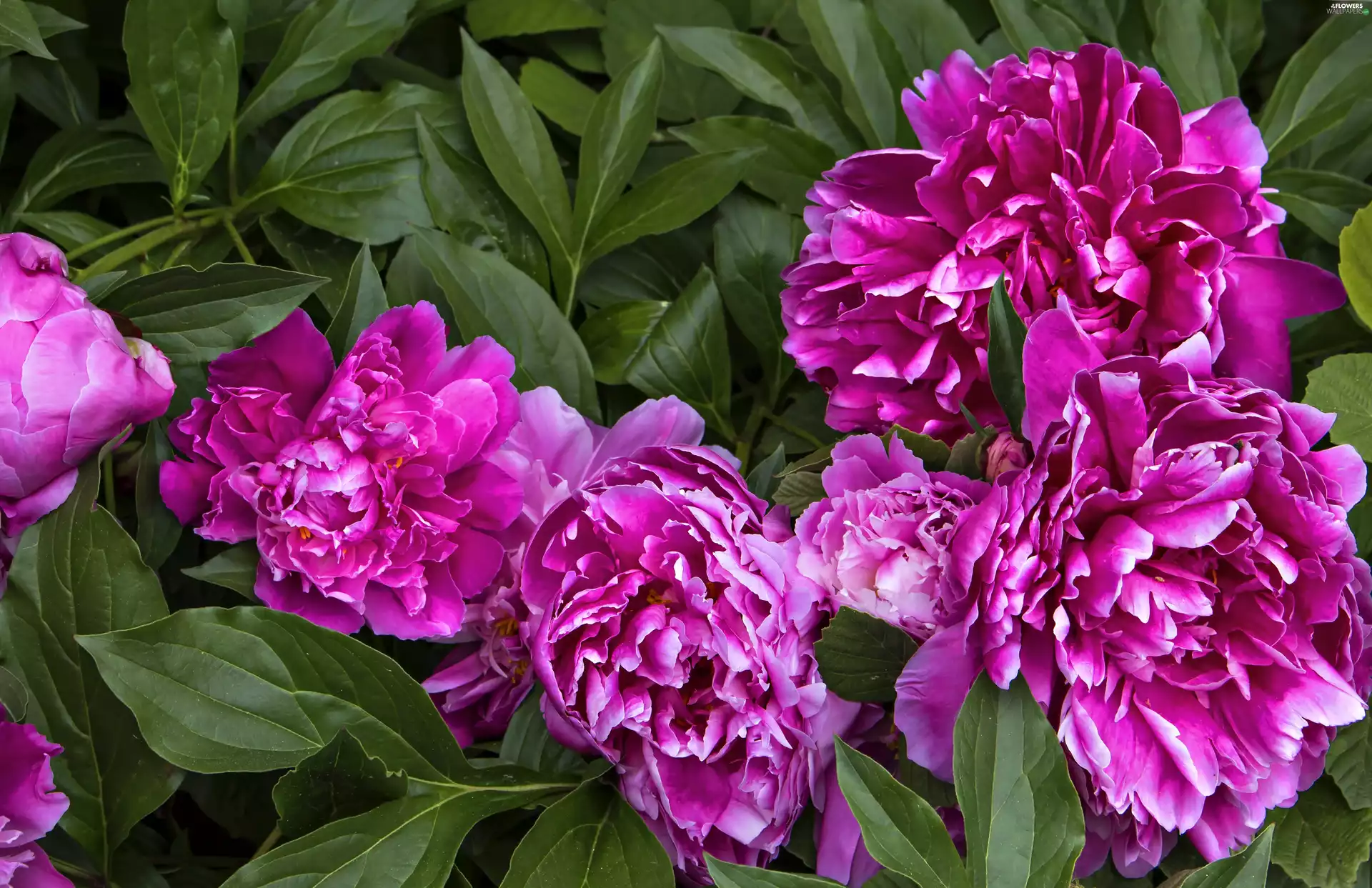 Peonies