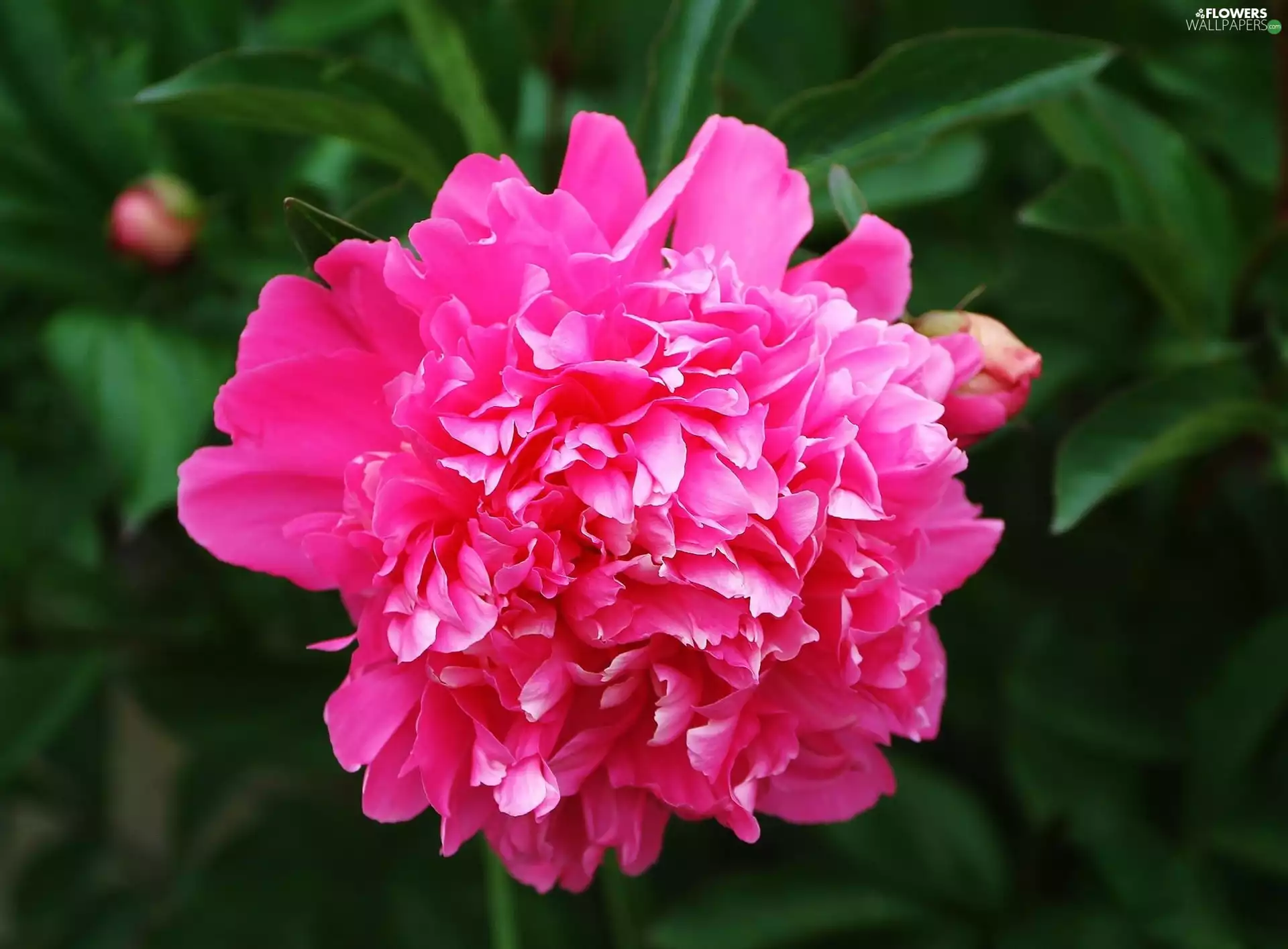 peony