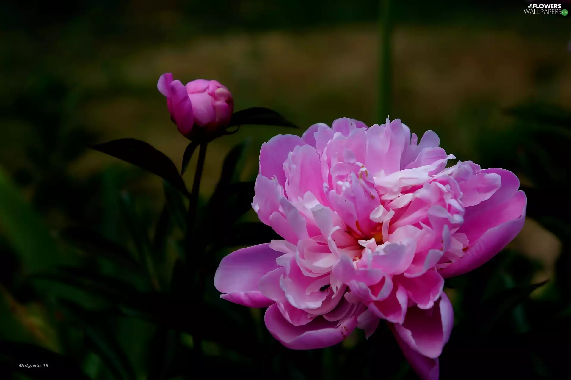 bud, Colourfull Flowers, peony