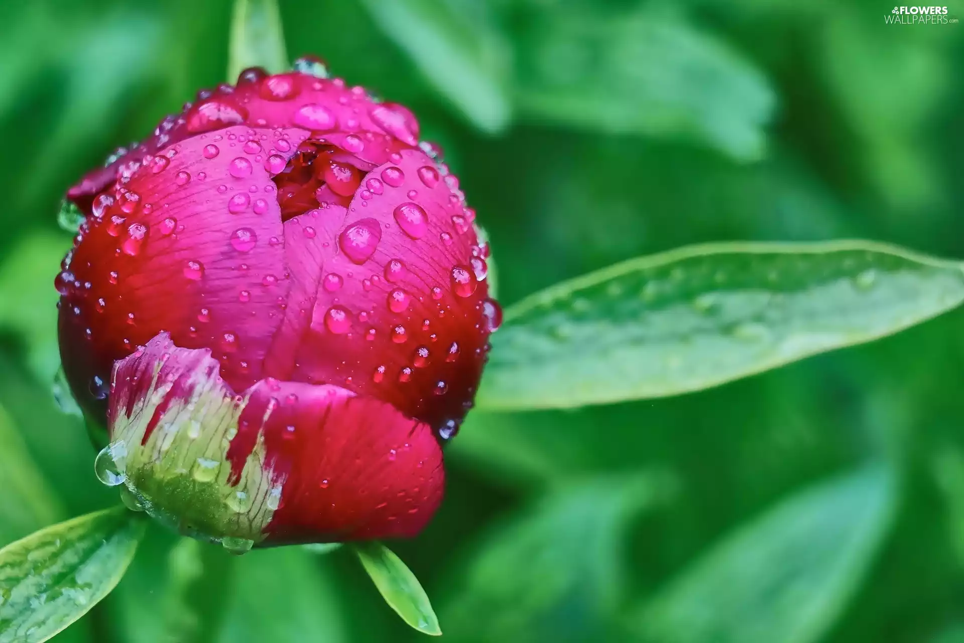 bud, drops, rain, peony