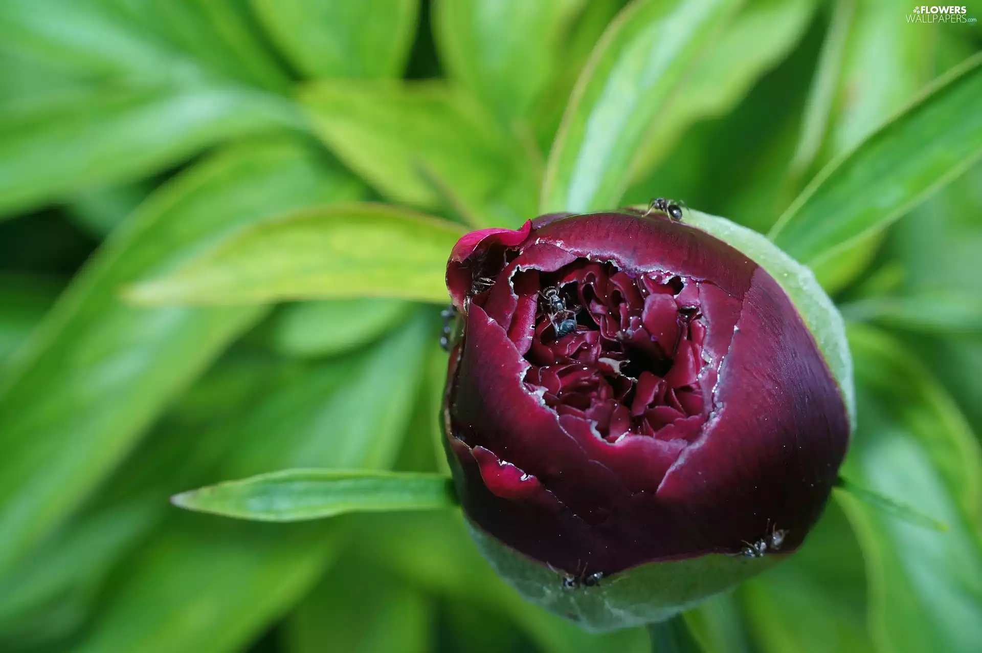peony, bud
