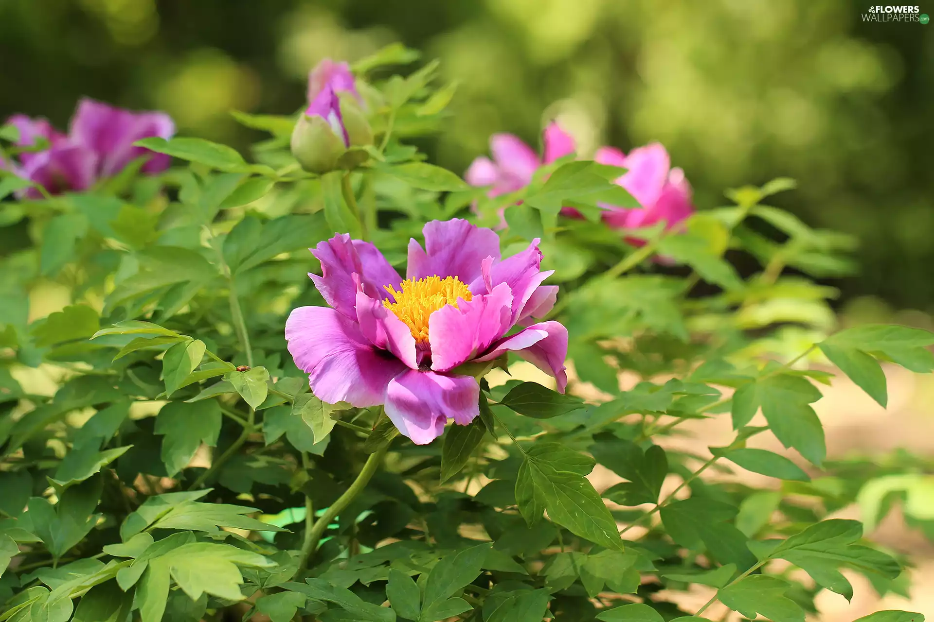 Colourfull Flowers, Pink, peony