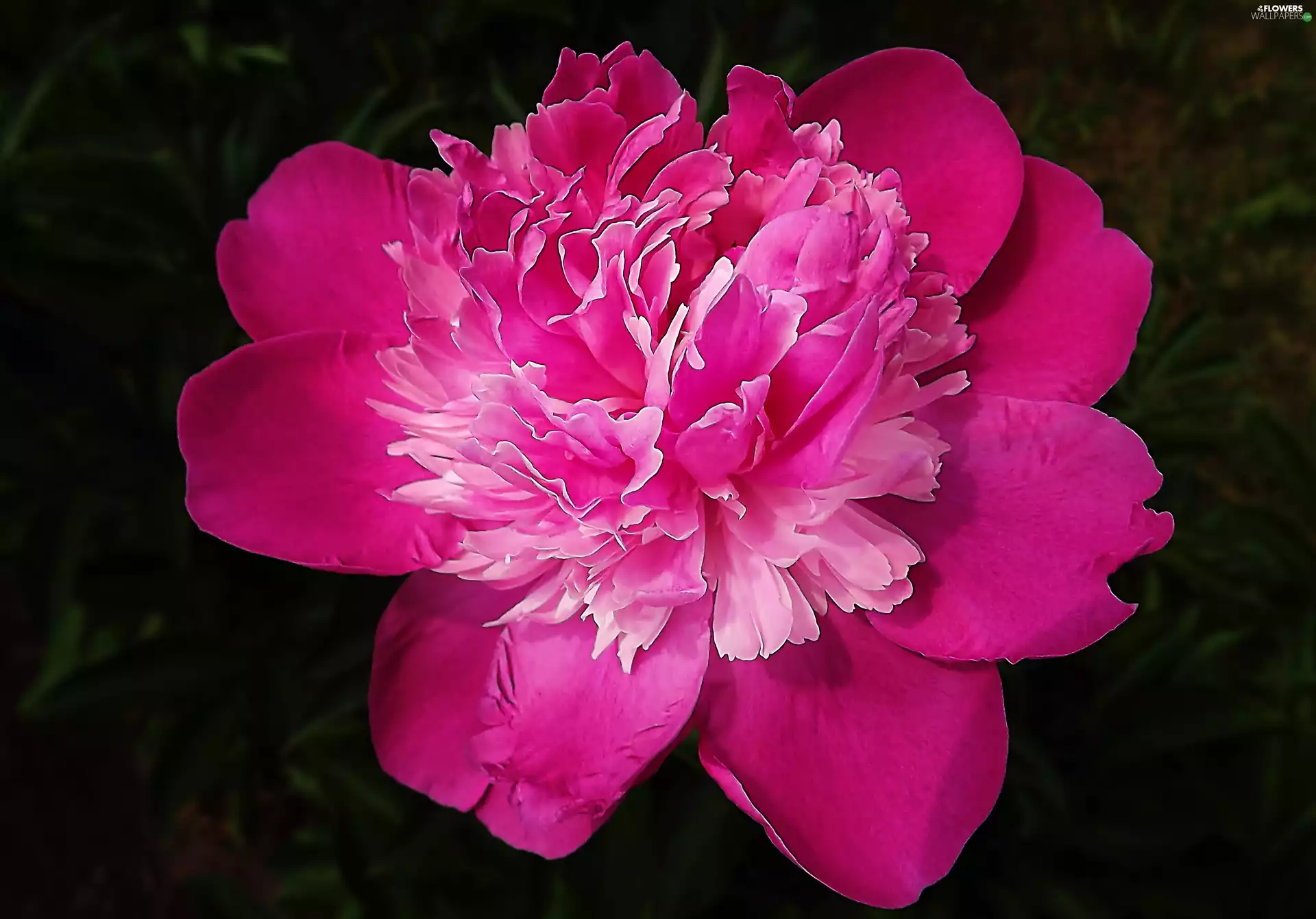 peony, Pink, developed