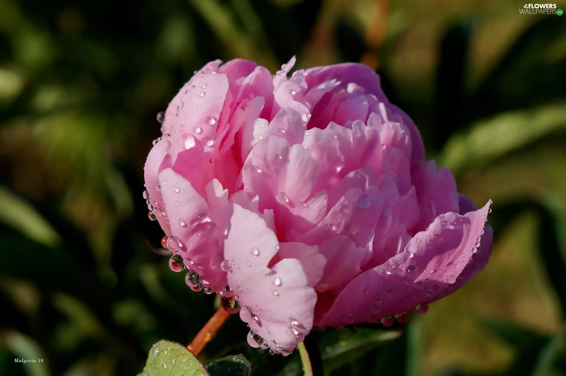 drops, Colourfull Flowers, peony