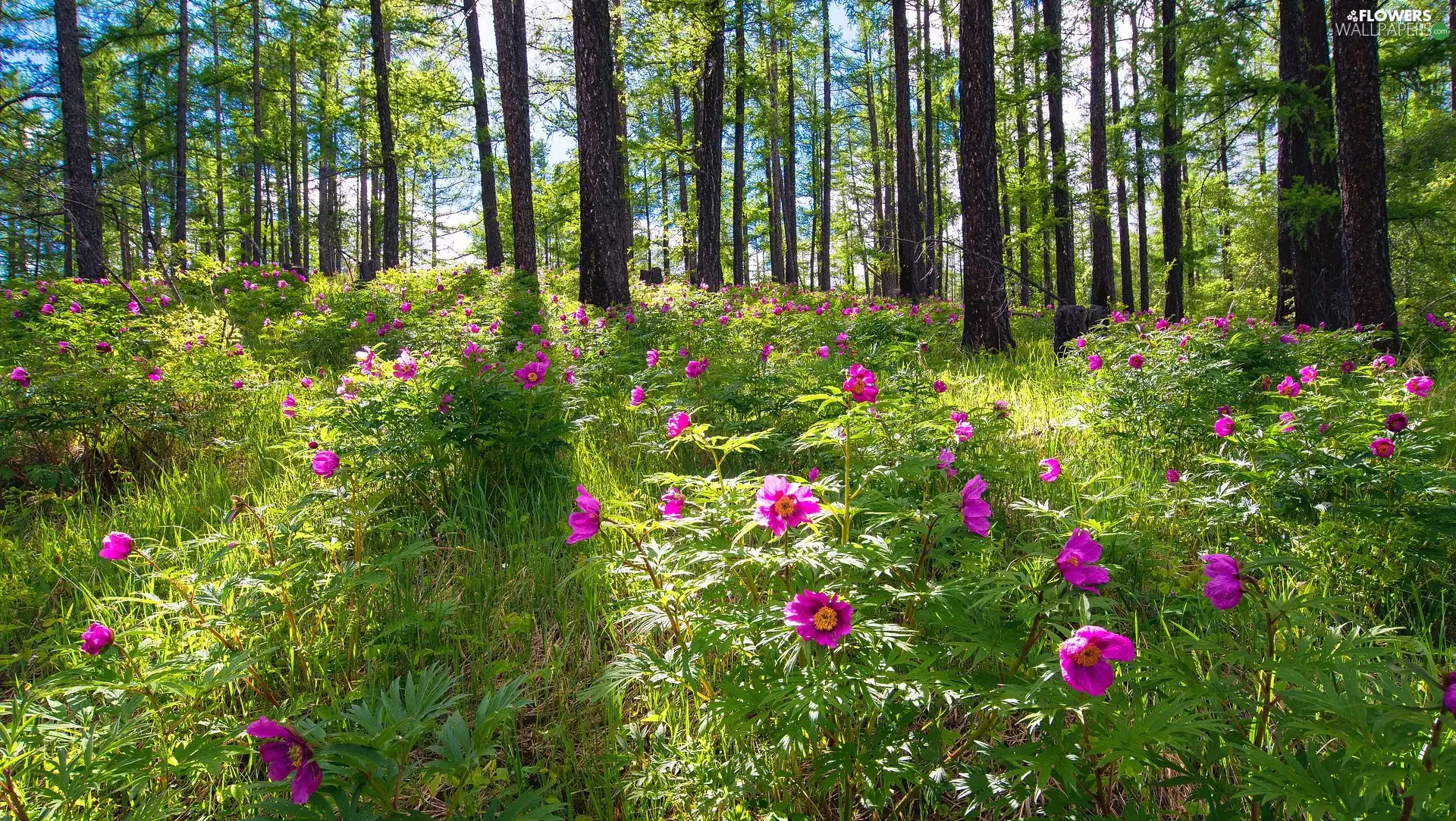 peony, forest, Flowers