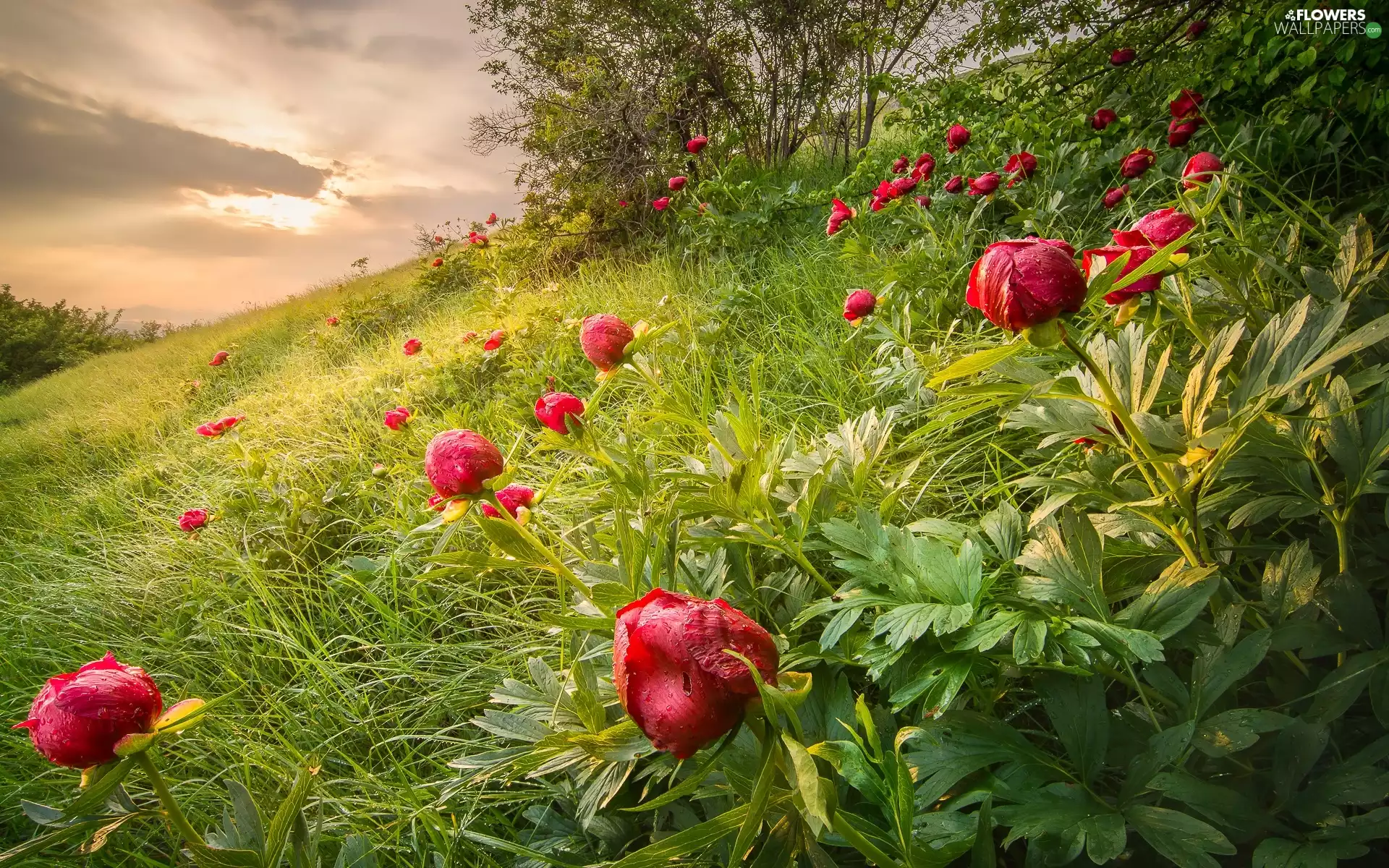 Flowers, slope, grass, peony
