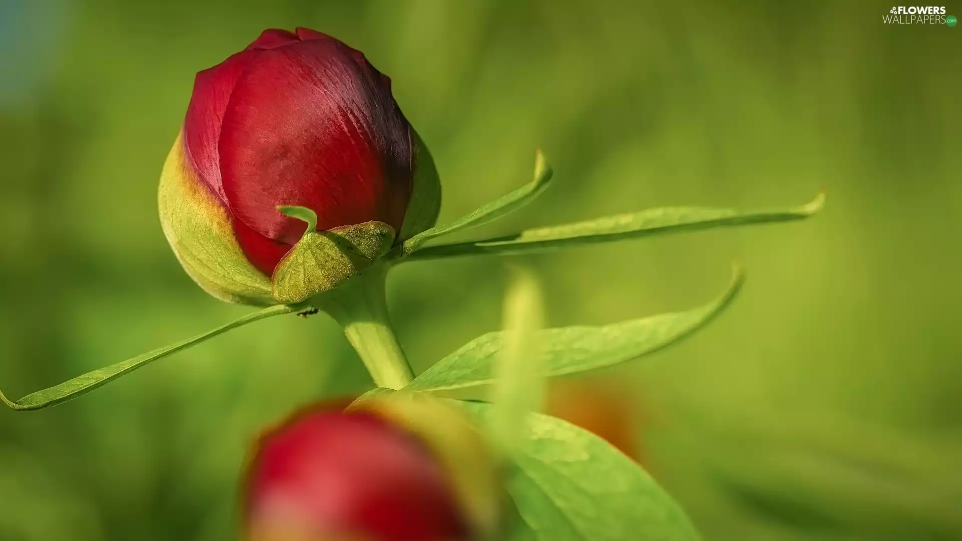 Flowers, bud, leaves, peony