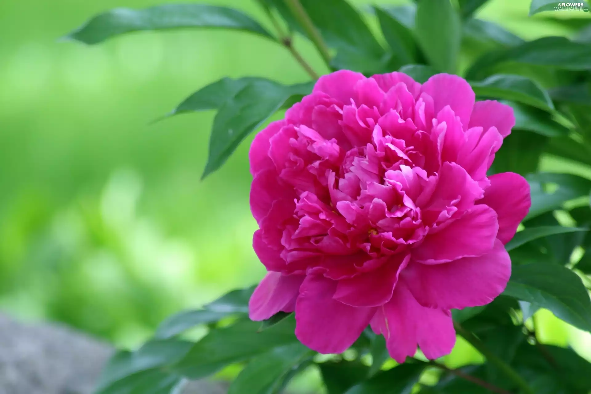 peony, leaves