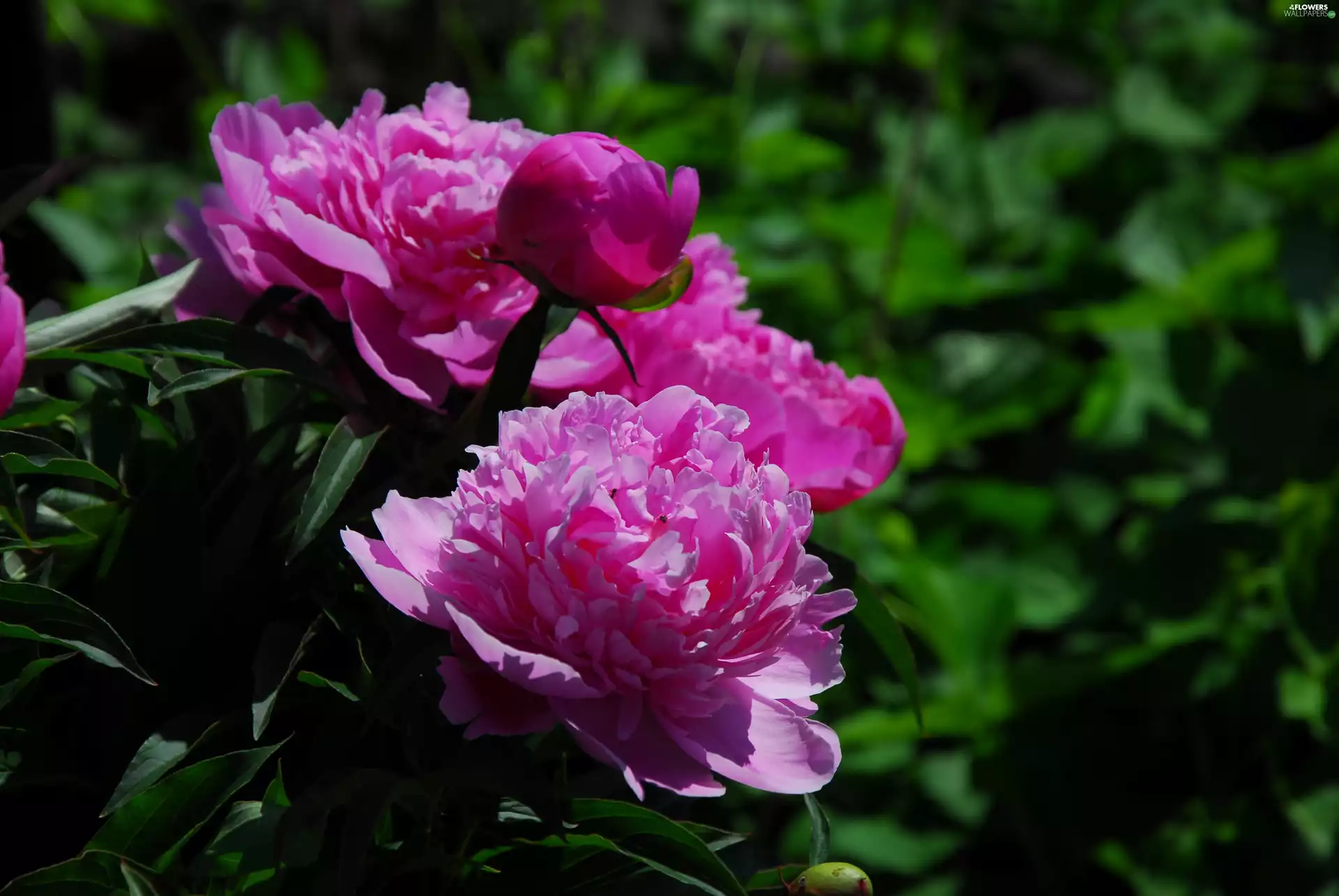 peony, Pink