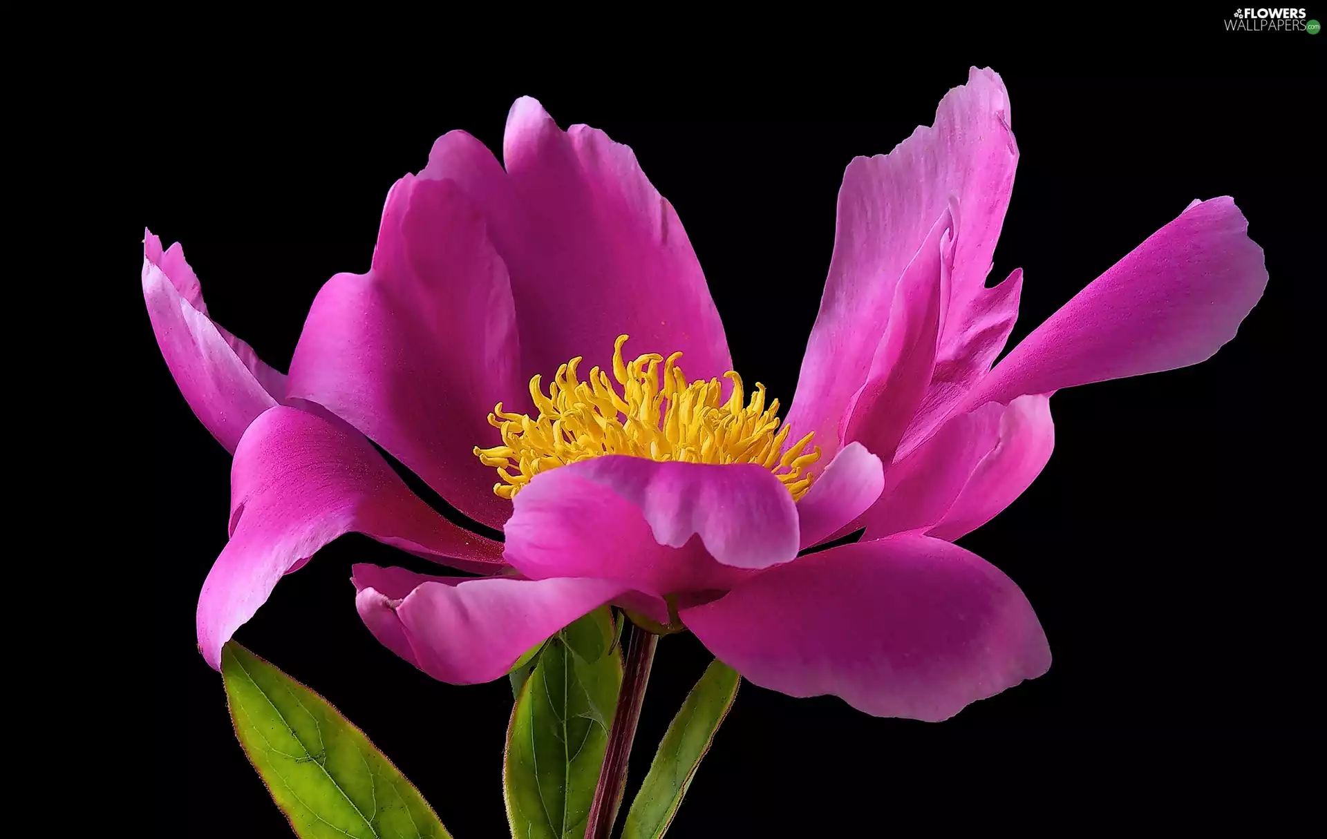 Pink, Black, background, peony