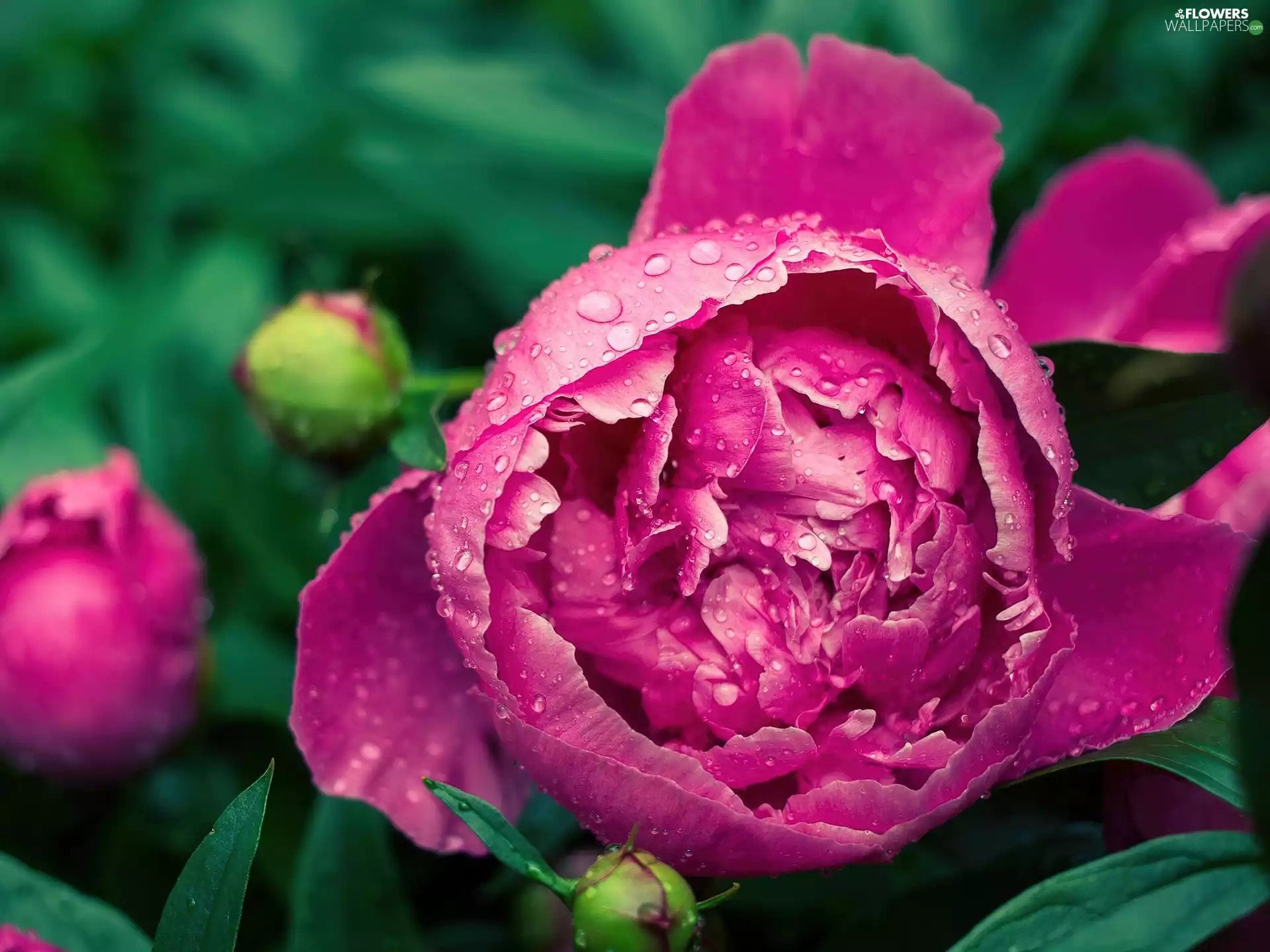 Pink, Buds, drops, peony