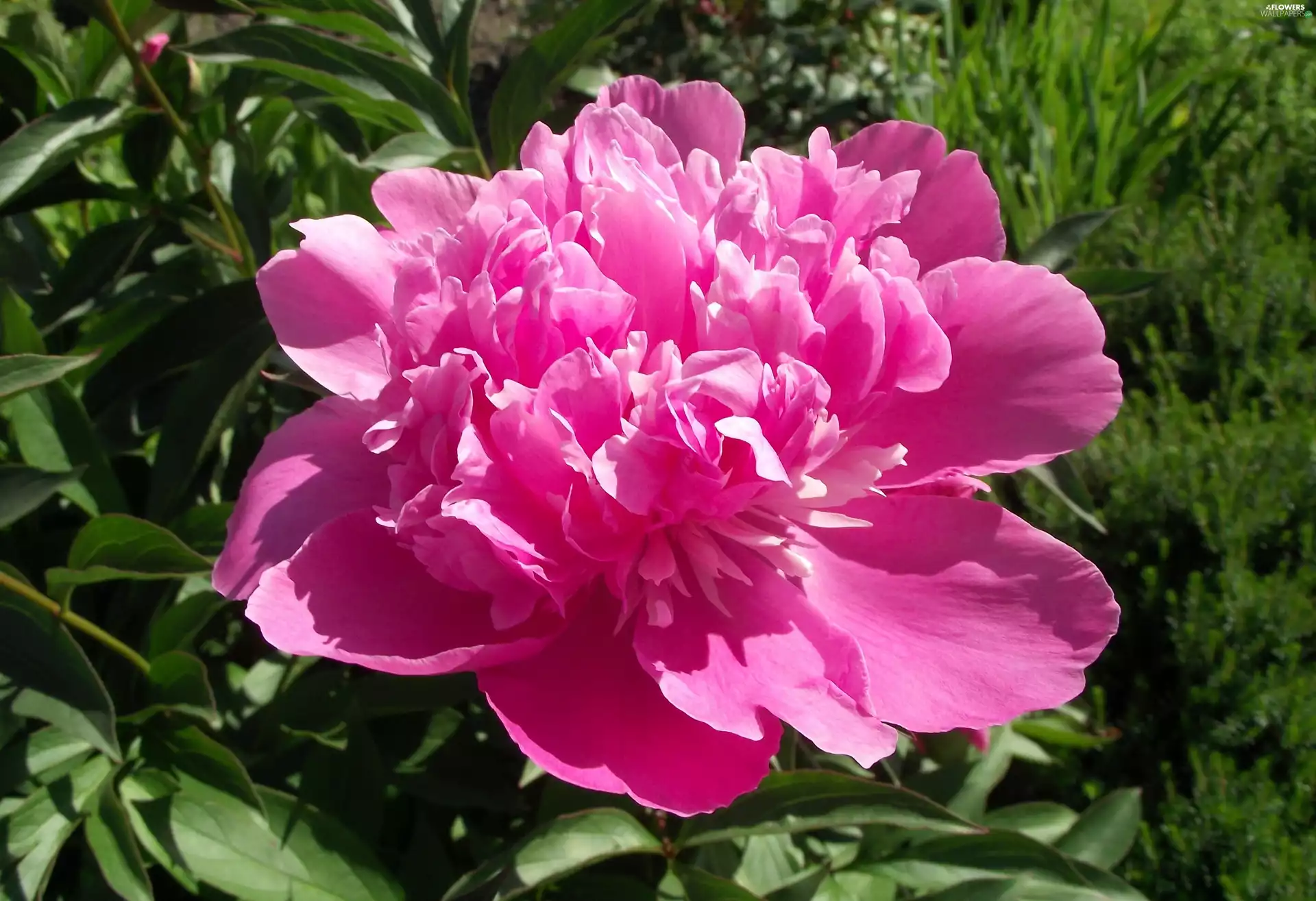 Pink, Colourfull Flowers, peony