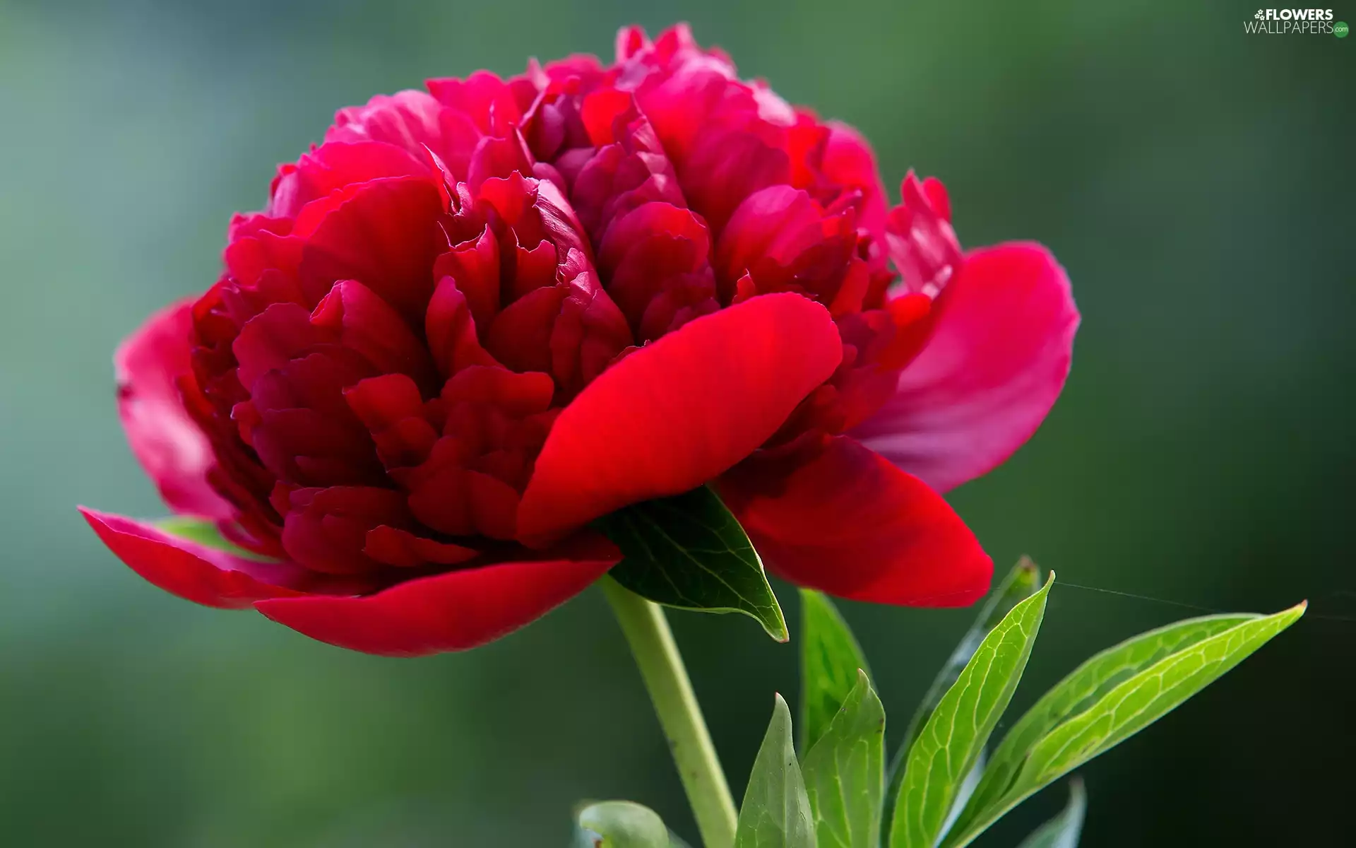 Colourfull Flowers, red hot, peony