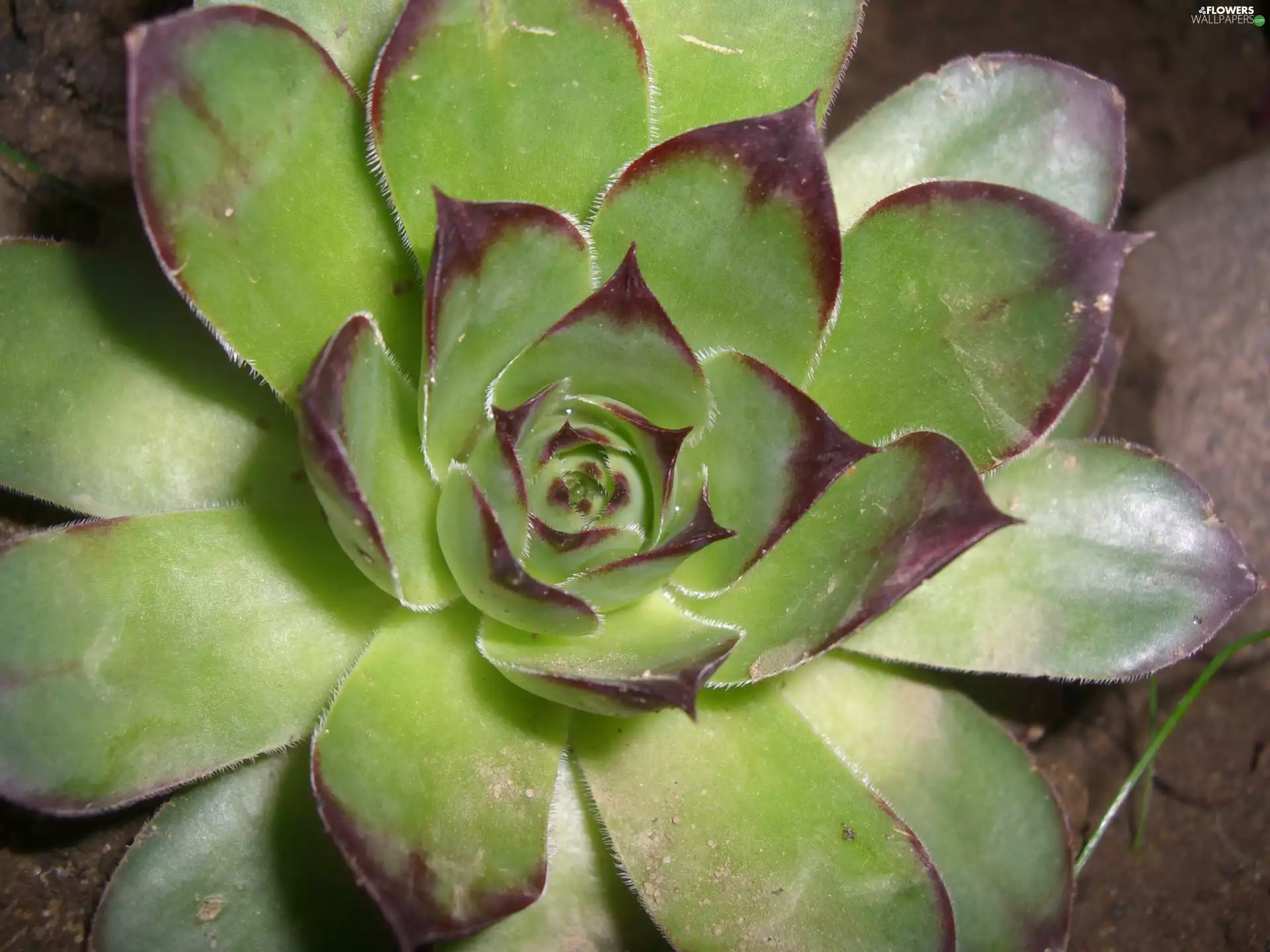 Perennial, rosette, Walled, garden, Sempervivum