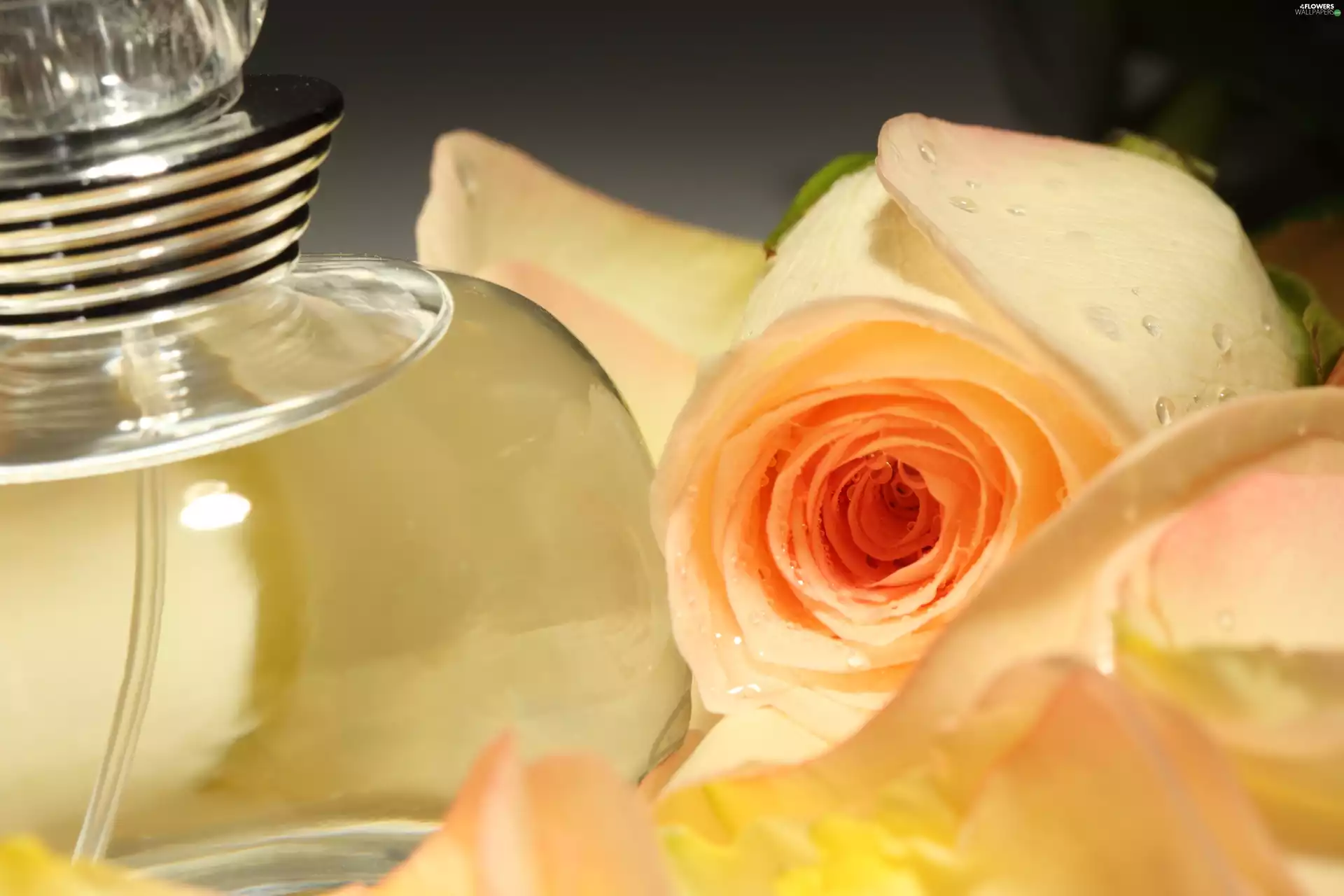 perfume, rose, bowl