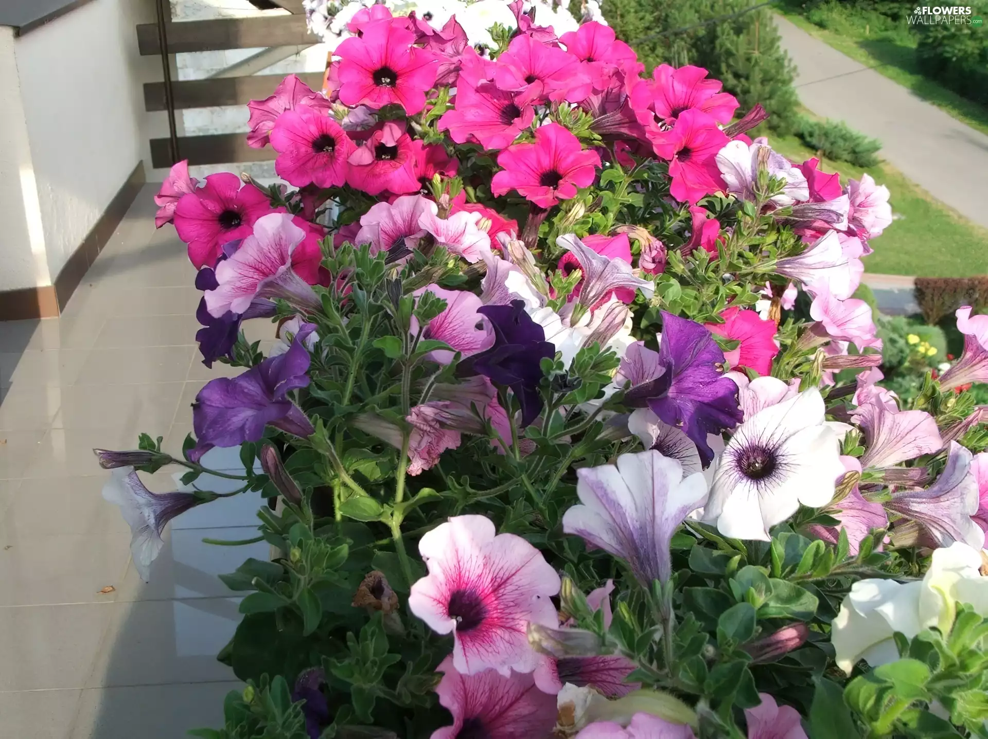 Petunia, Balcony