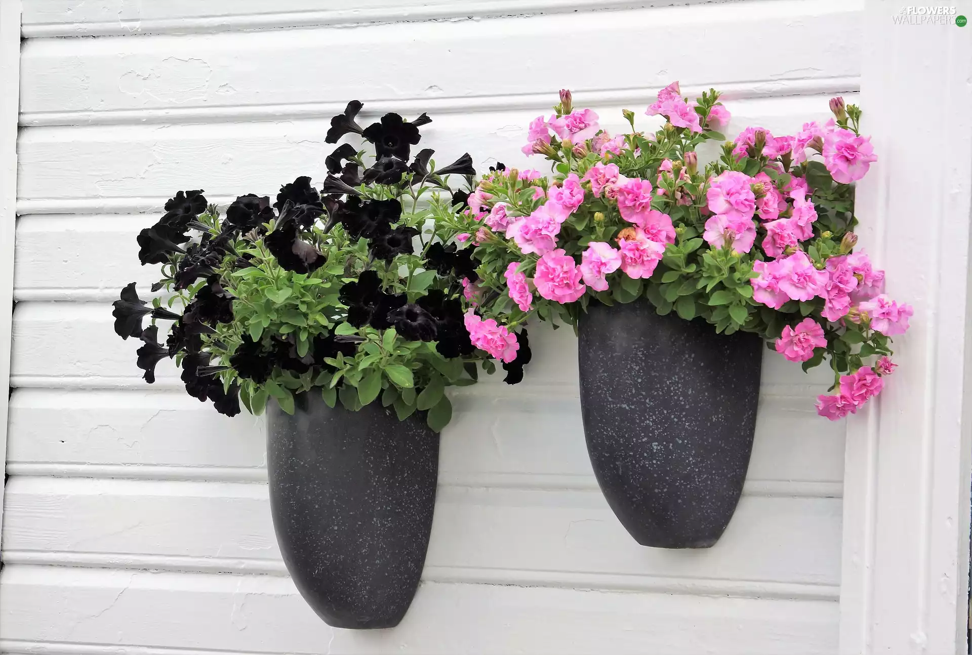 Flowers, hanging, pots, Petunia