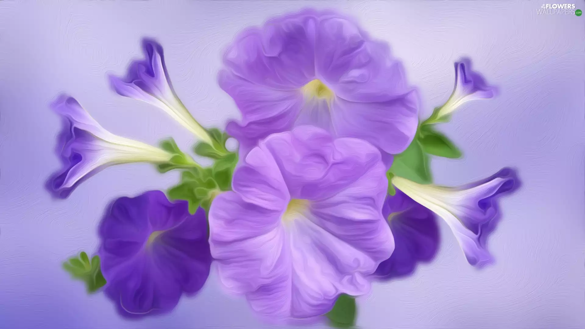 graphics, Colourfull Flowers, petunia