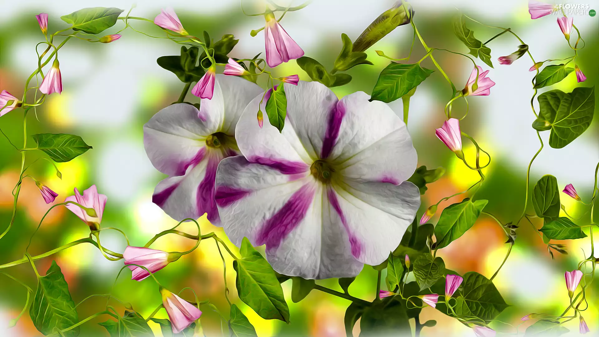 Flowers, petunia, graphics, Sweet Peas