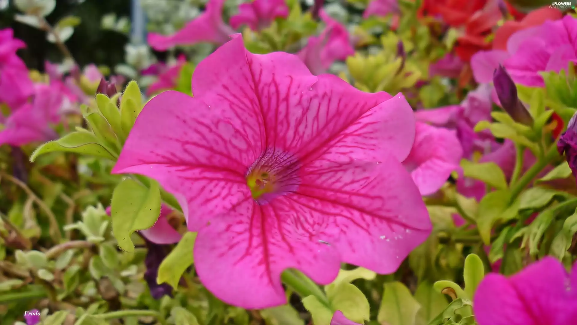 Pink, Colourfull Flowers, petunia