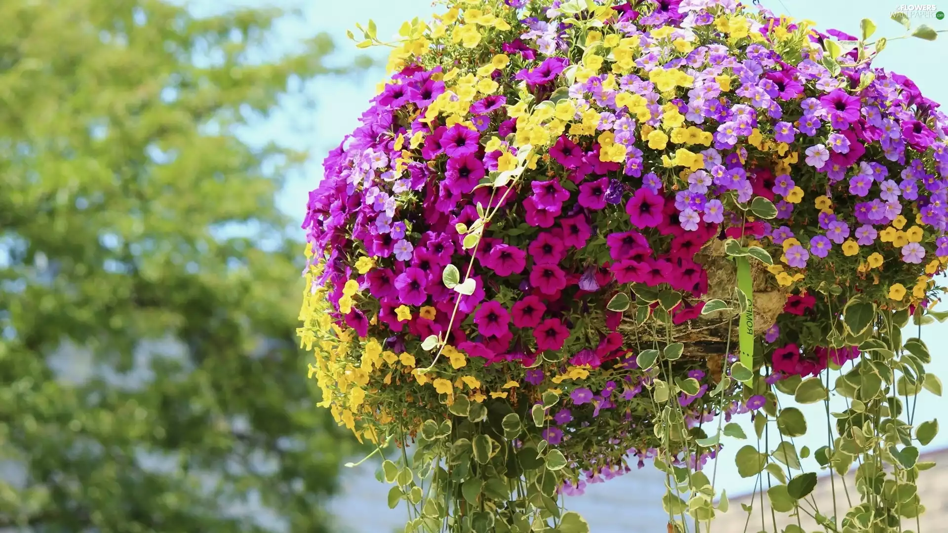Yellow, Pink, Flowers, Petunia, hanging, purple