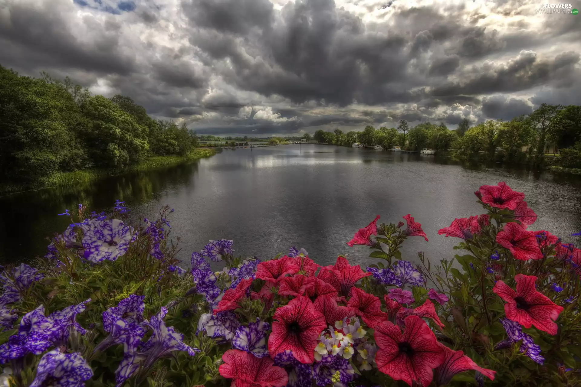 Flowers, Petunia, trees, viewes, River