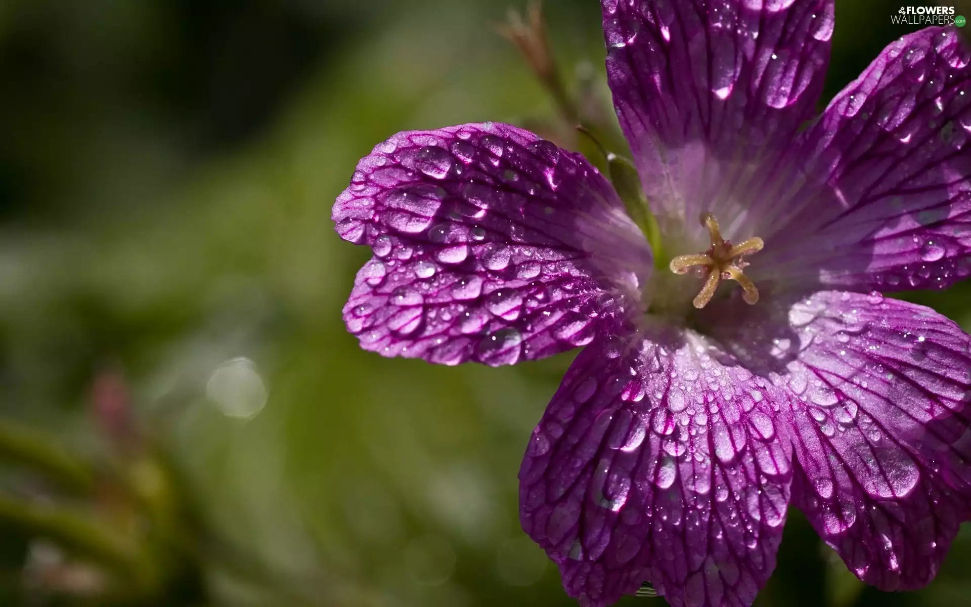 Violet, drops, rain, petunia
