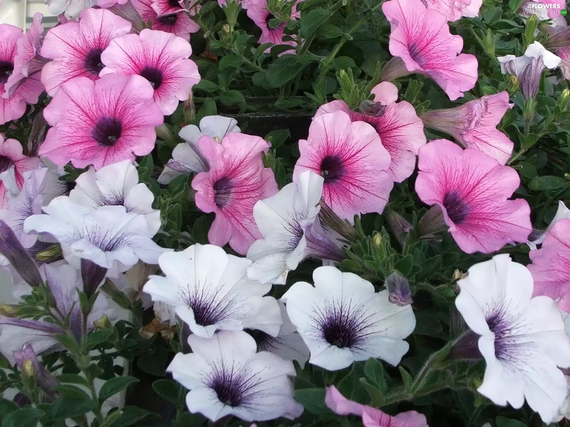 Petunia, Pink, White