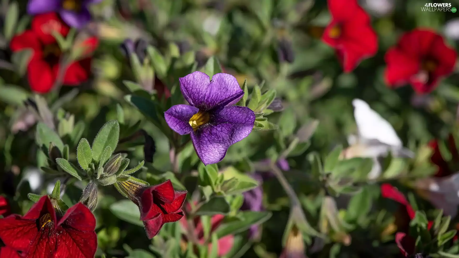 petunias, Flowers, color