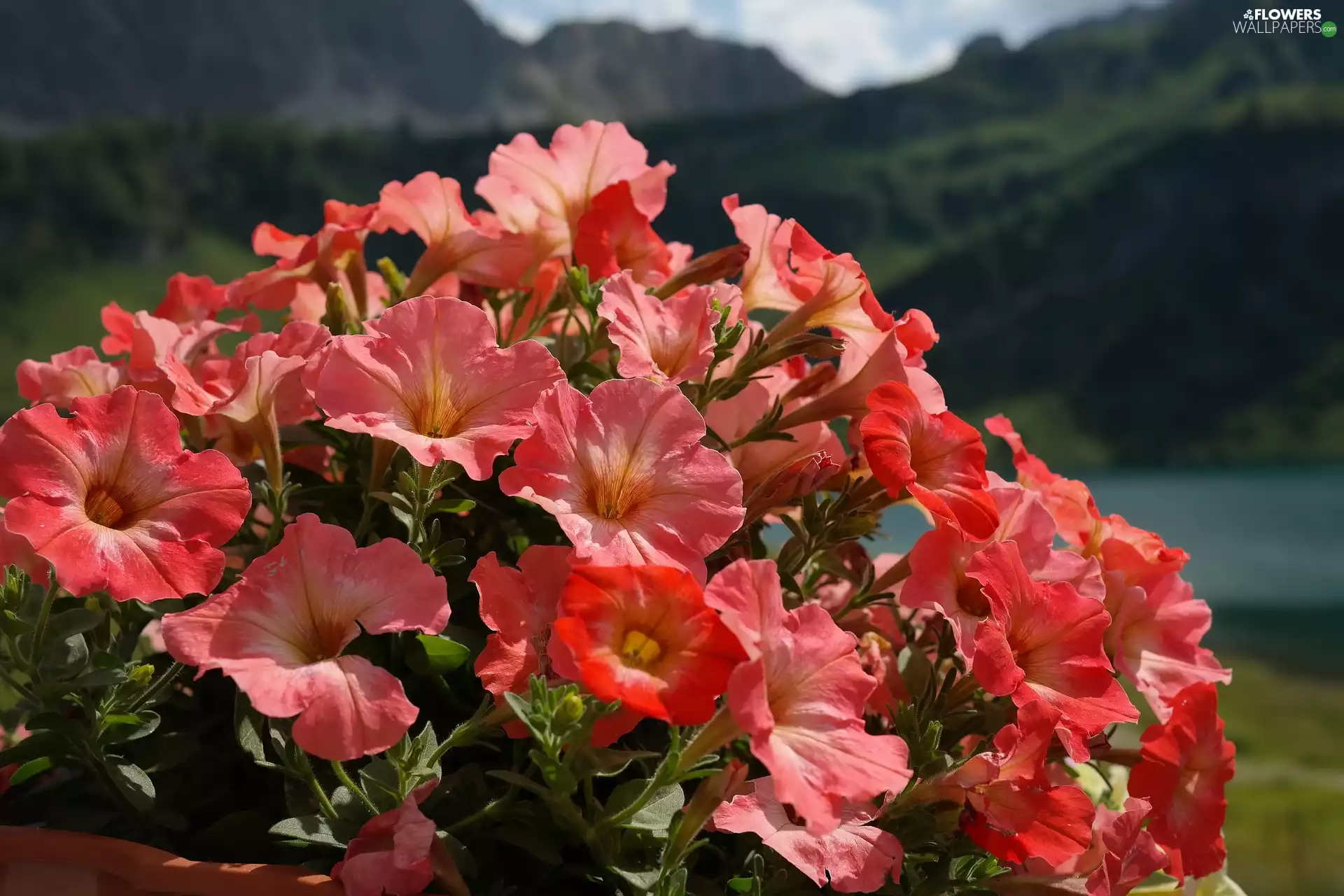petunias, Orange, Flowers