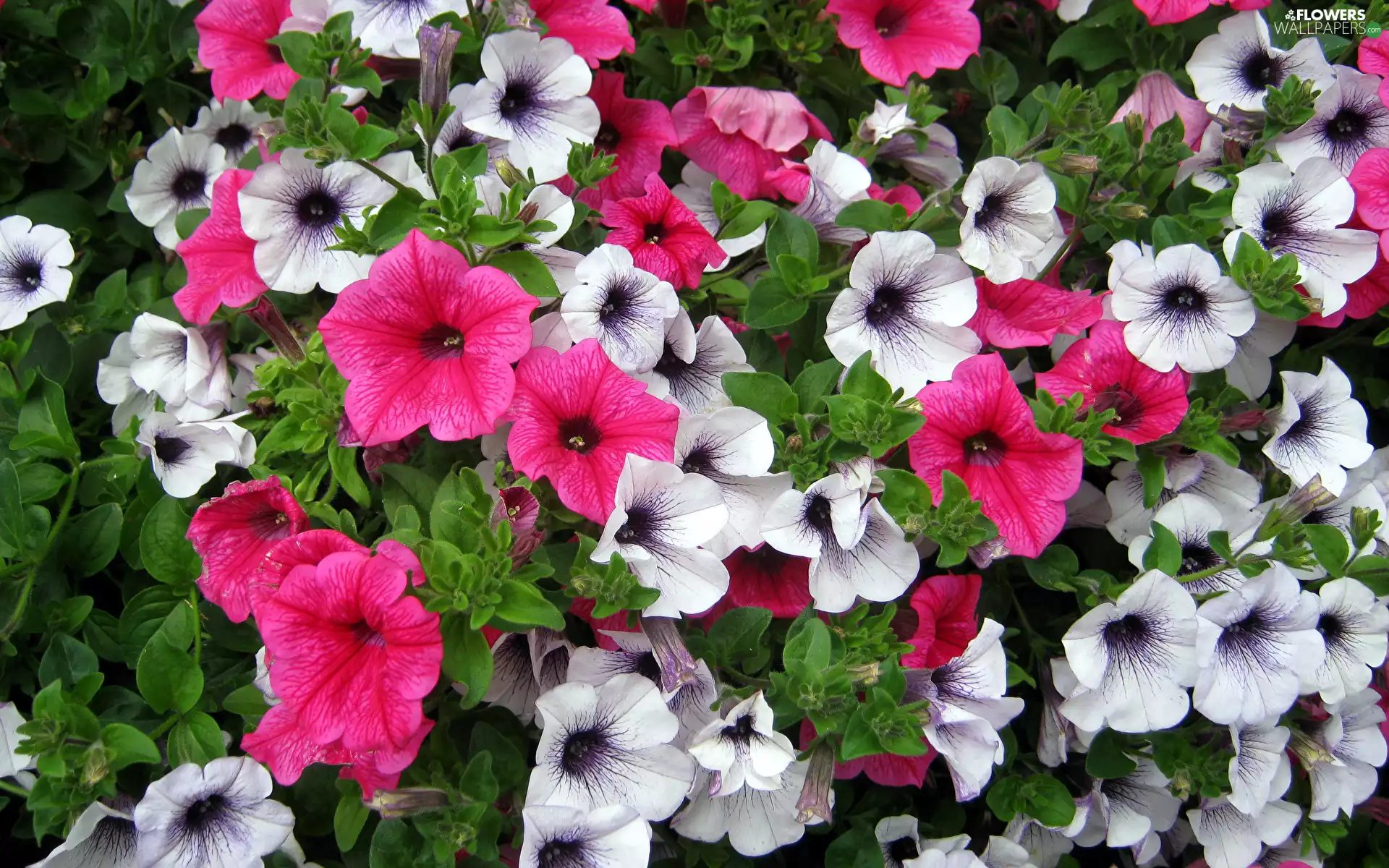 Flowers, Pink, White, petunias