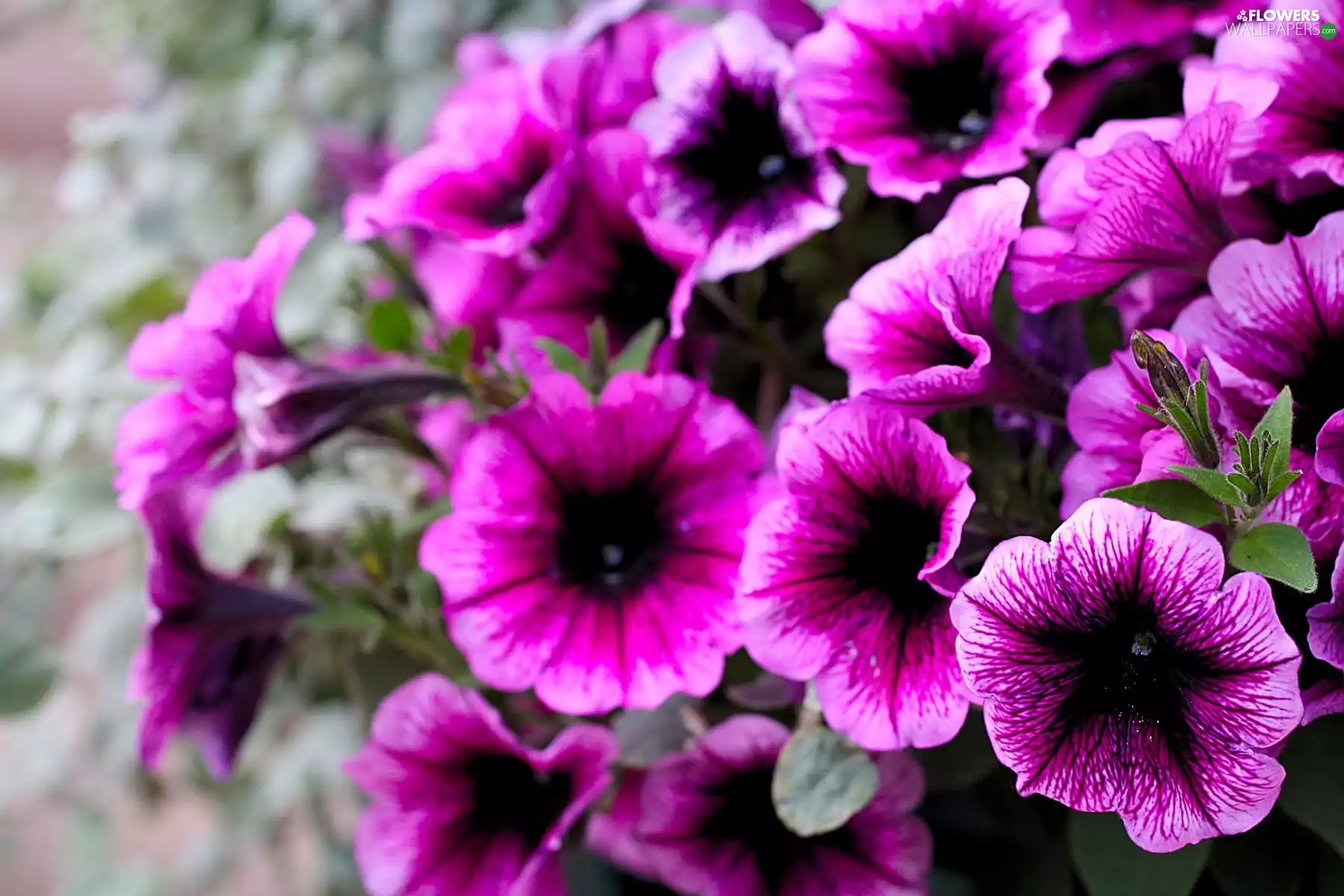 purple, petunias