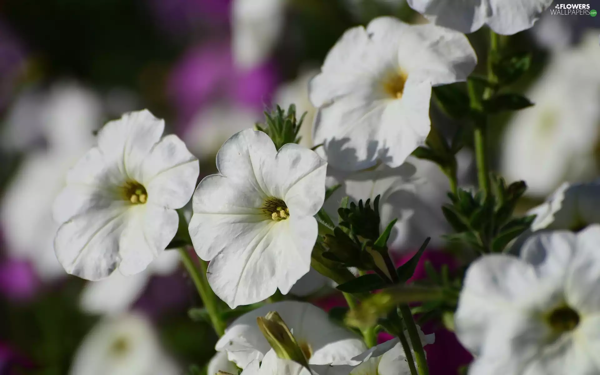 petunias, Flowers, White