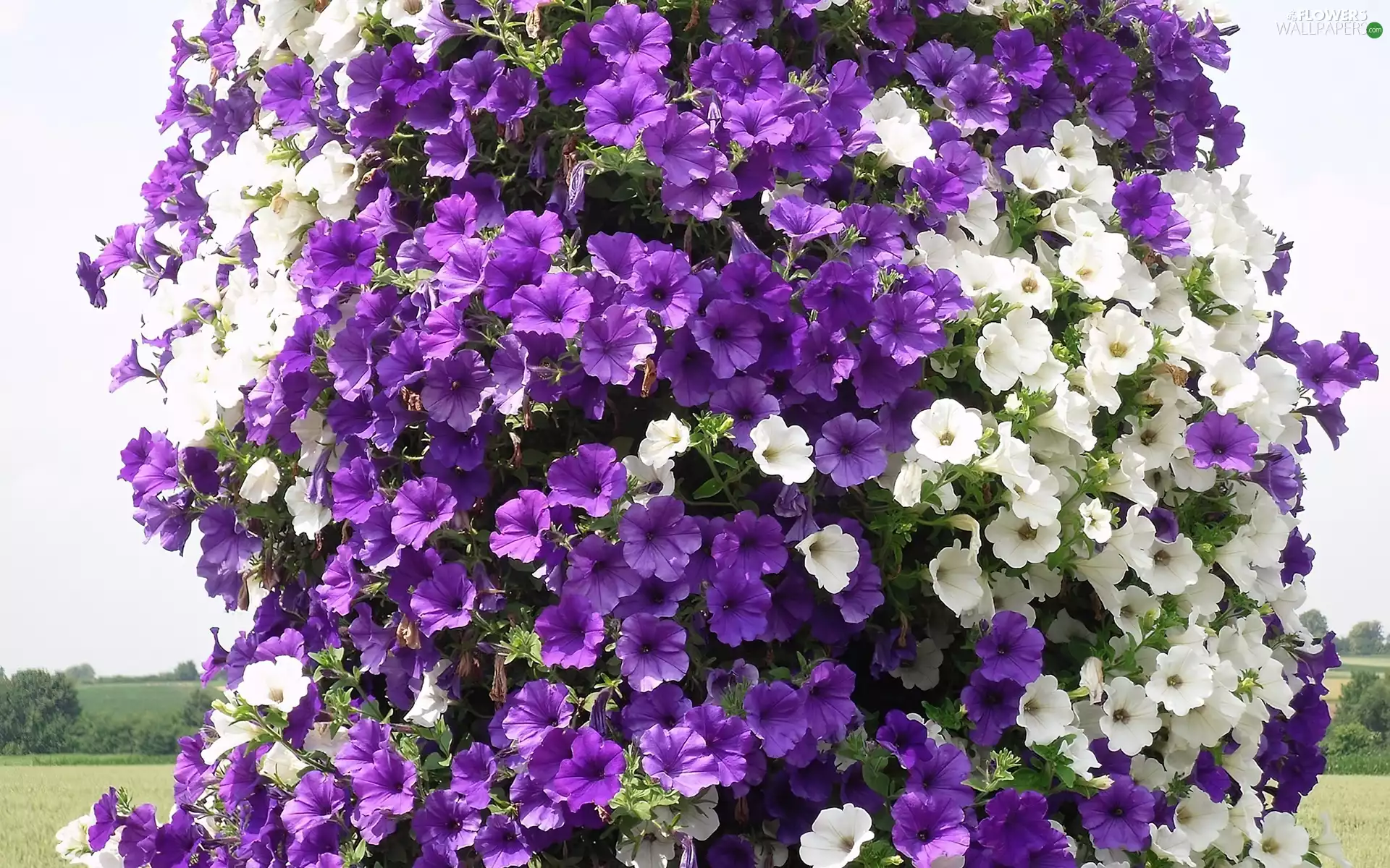 petunias, purple, White