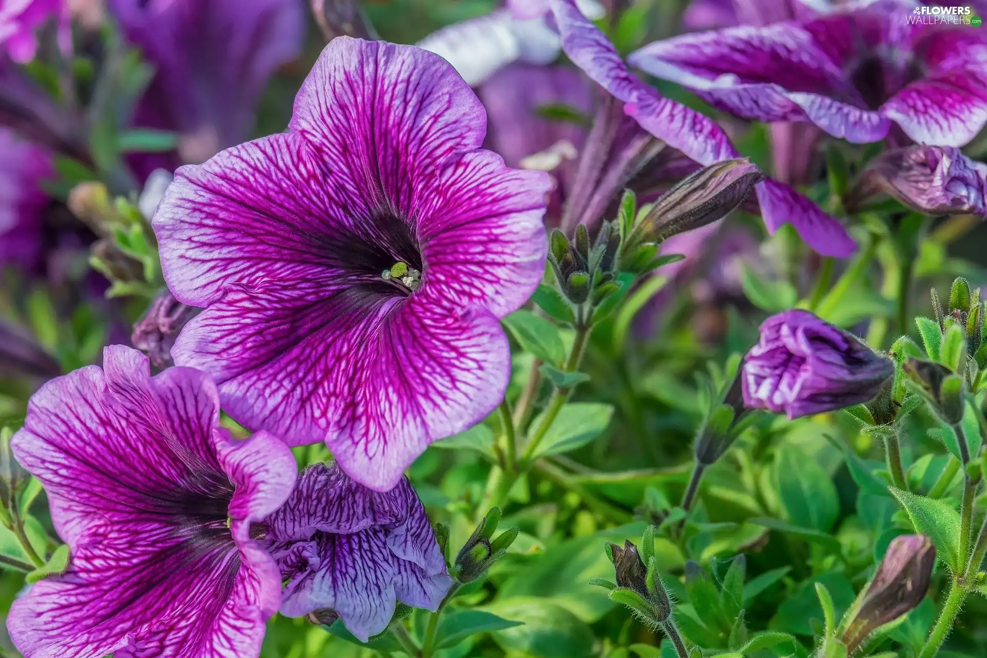 petunias