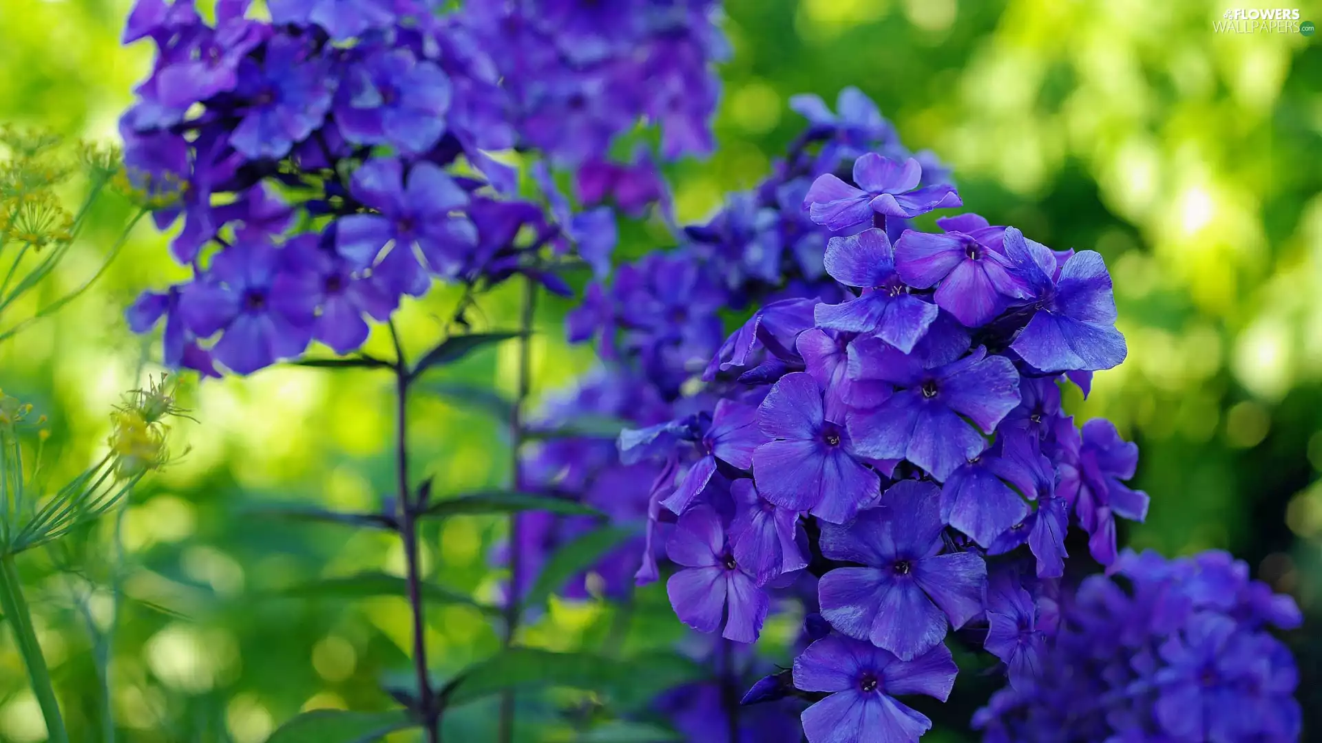 phlox, Flowers, Blue