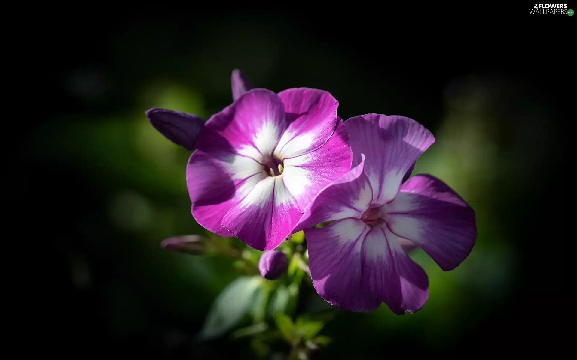 Flowers, phlox, blurry background, Pink
