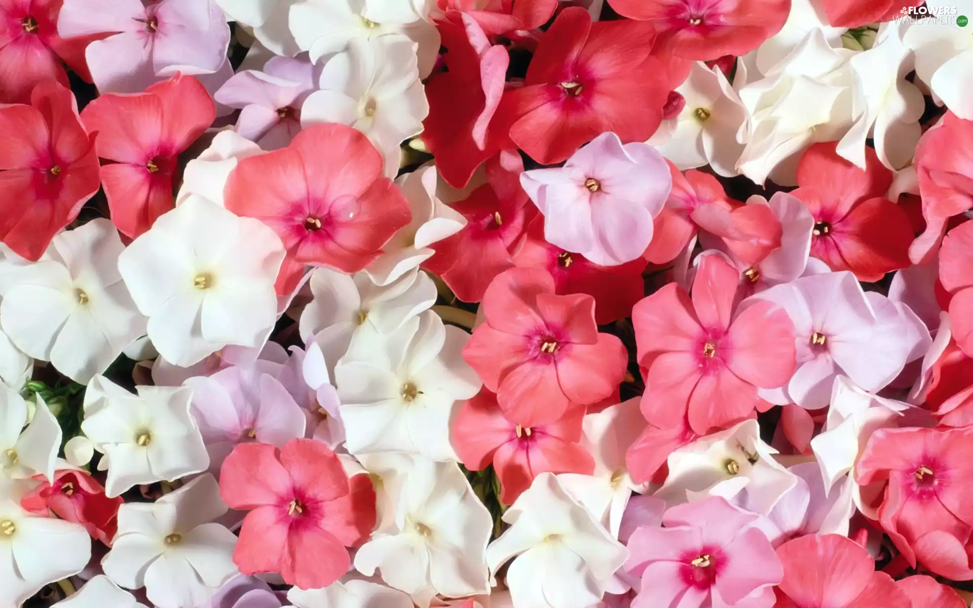 phlox, Flowers, color