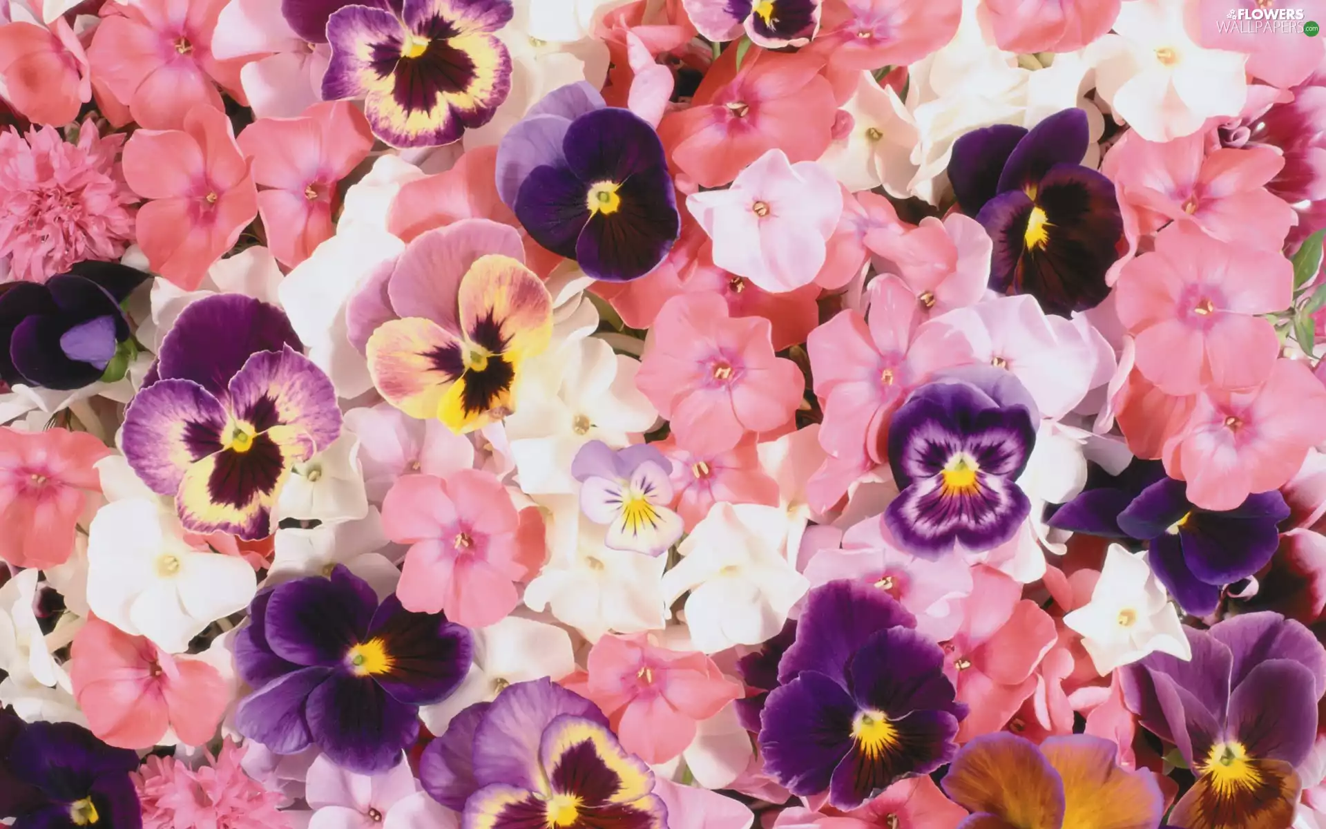 color, pansies, phlox, Flowers